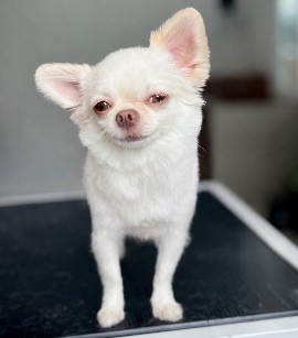 Pawzen Grooming & Spa