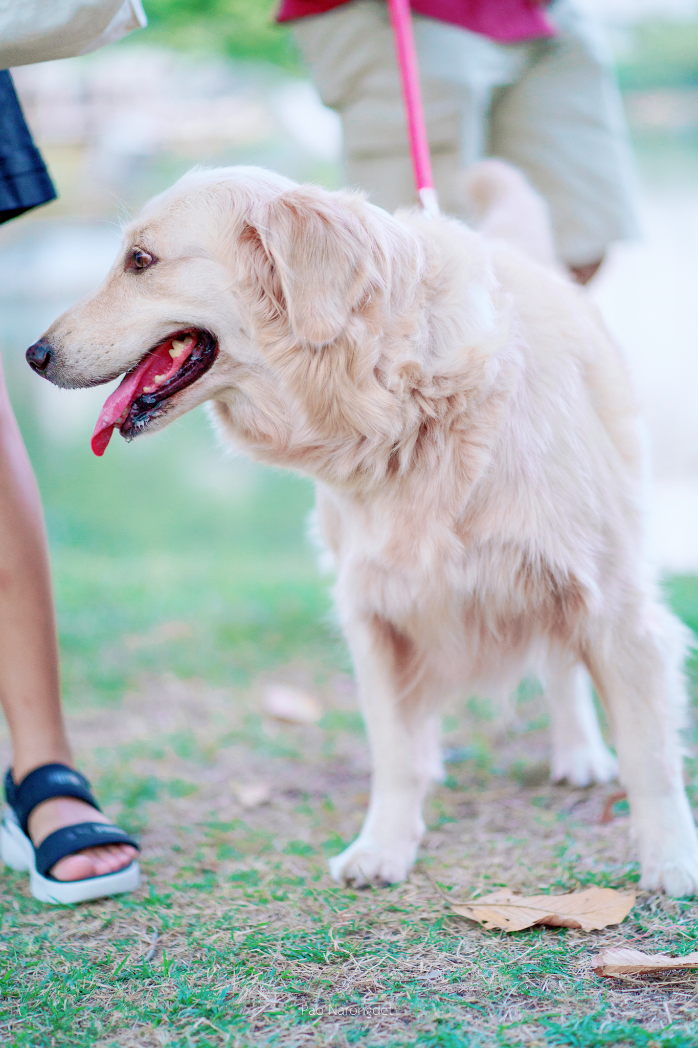 Pet Park Chatuchak