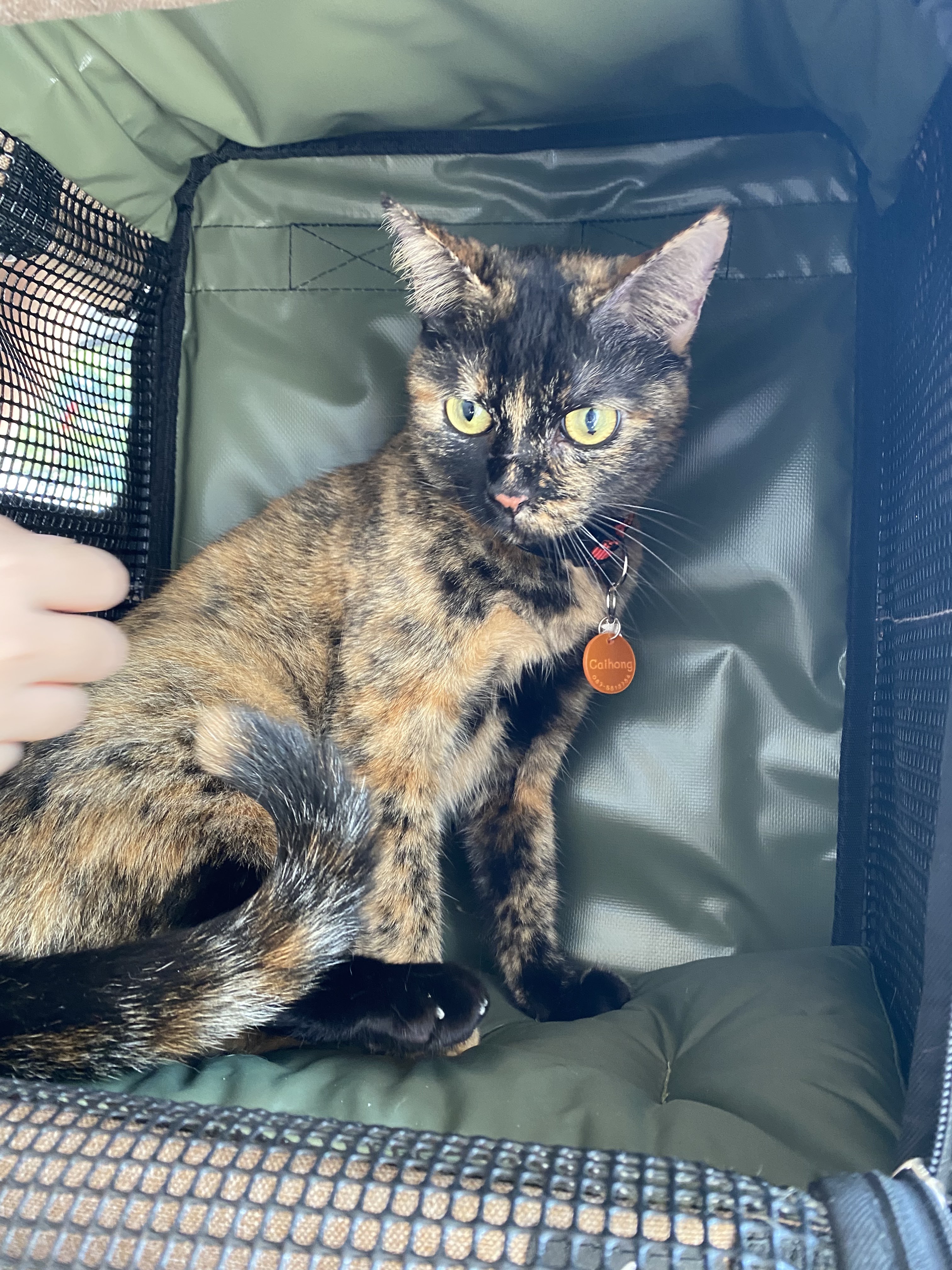 PET PAW VET CLINIC