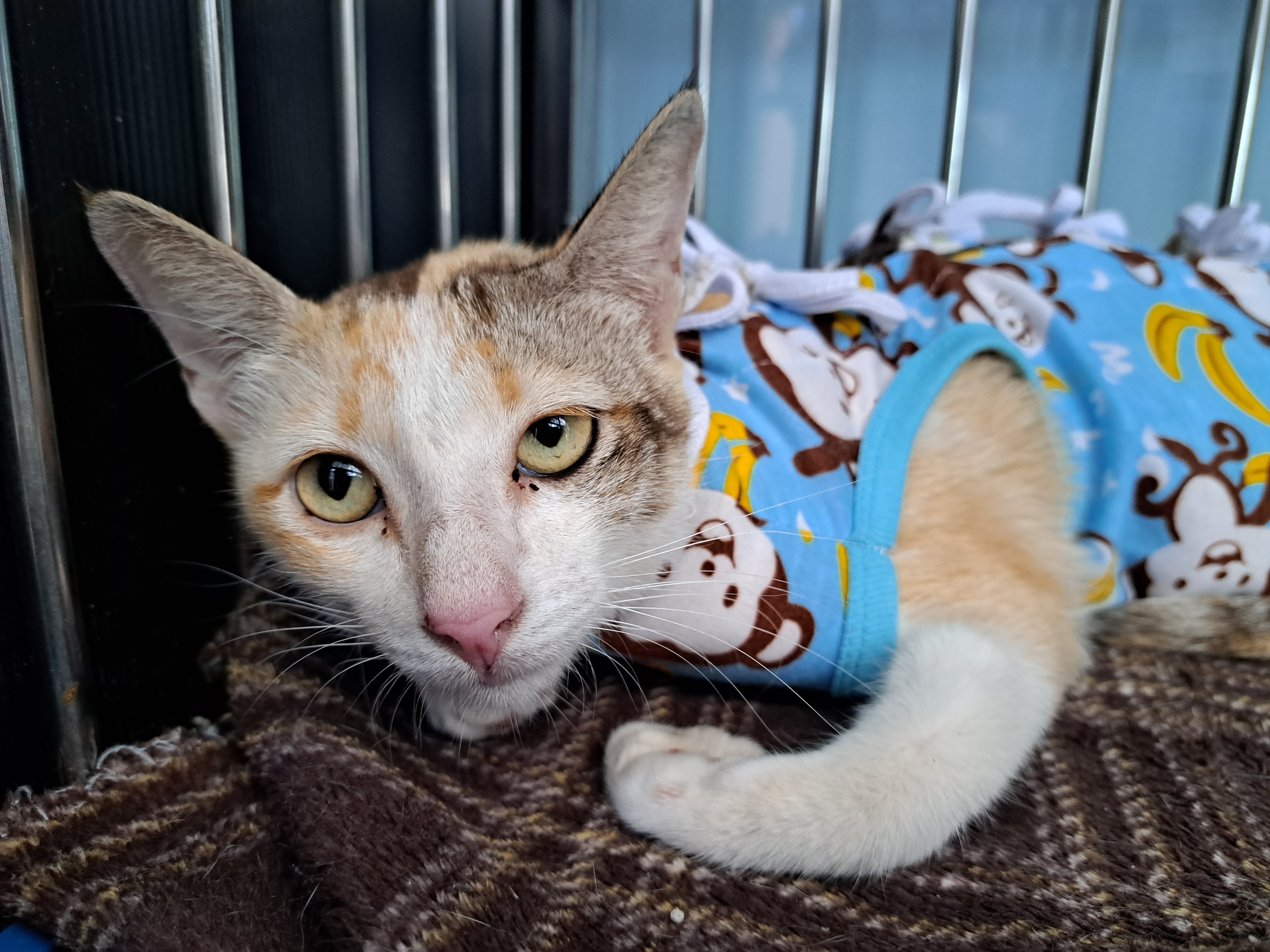 Pet Point Clinic