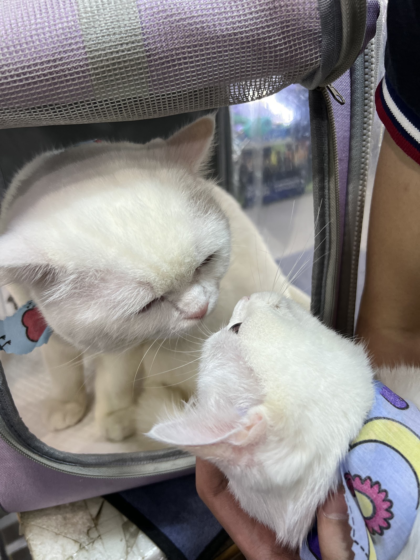 PETCORNER