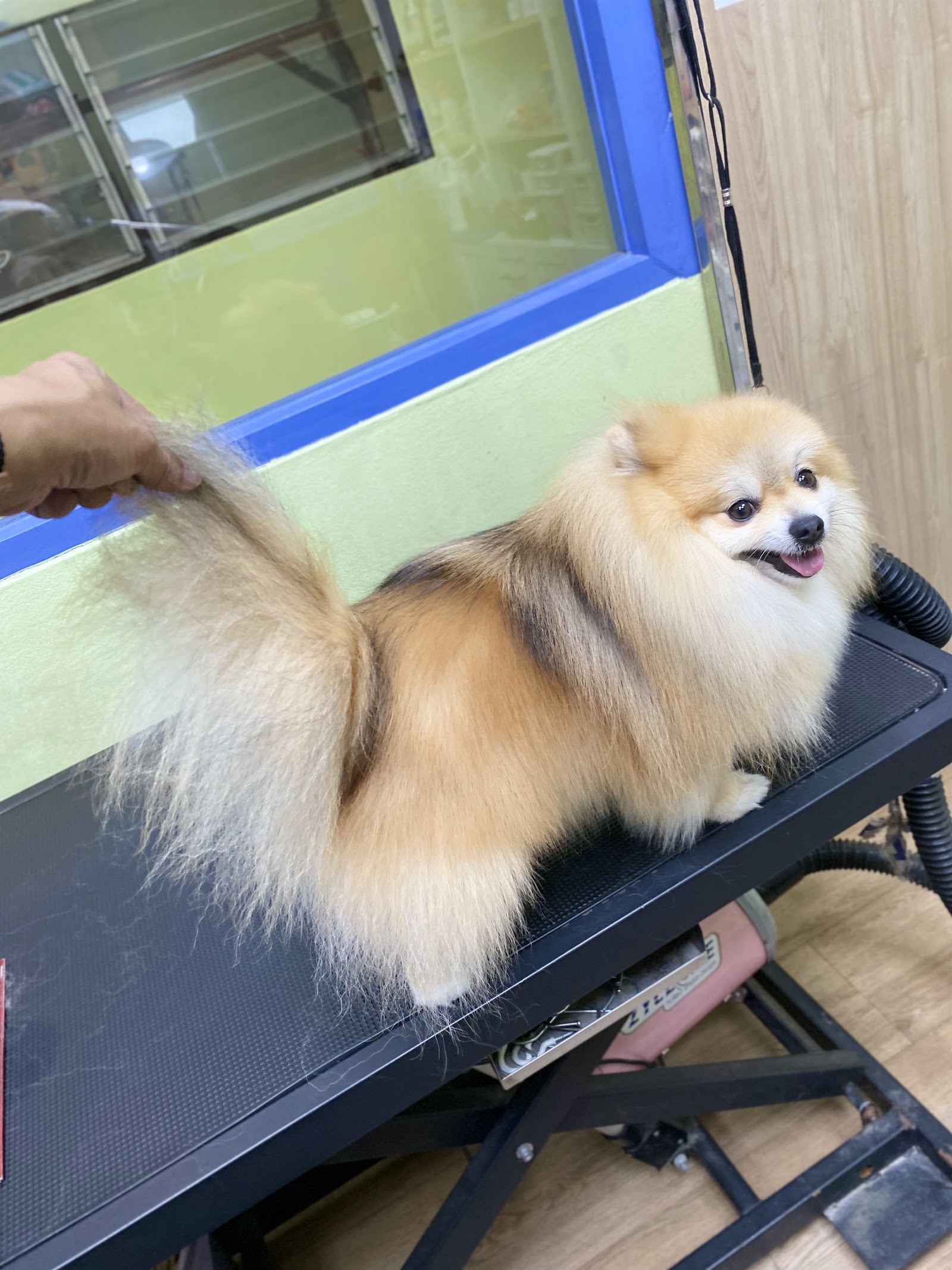 Phloen Paws Grooming