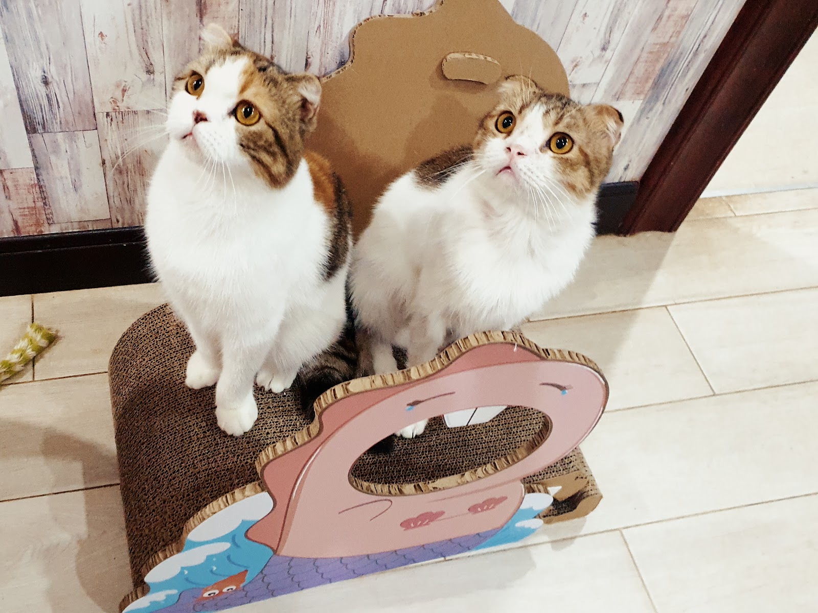 PINKPAW Petshop