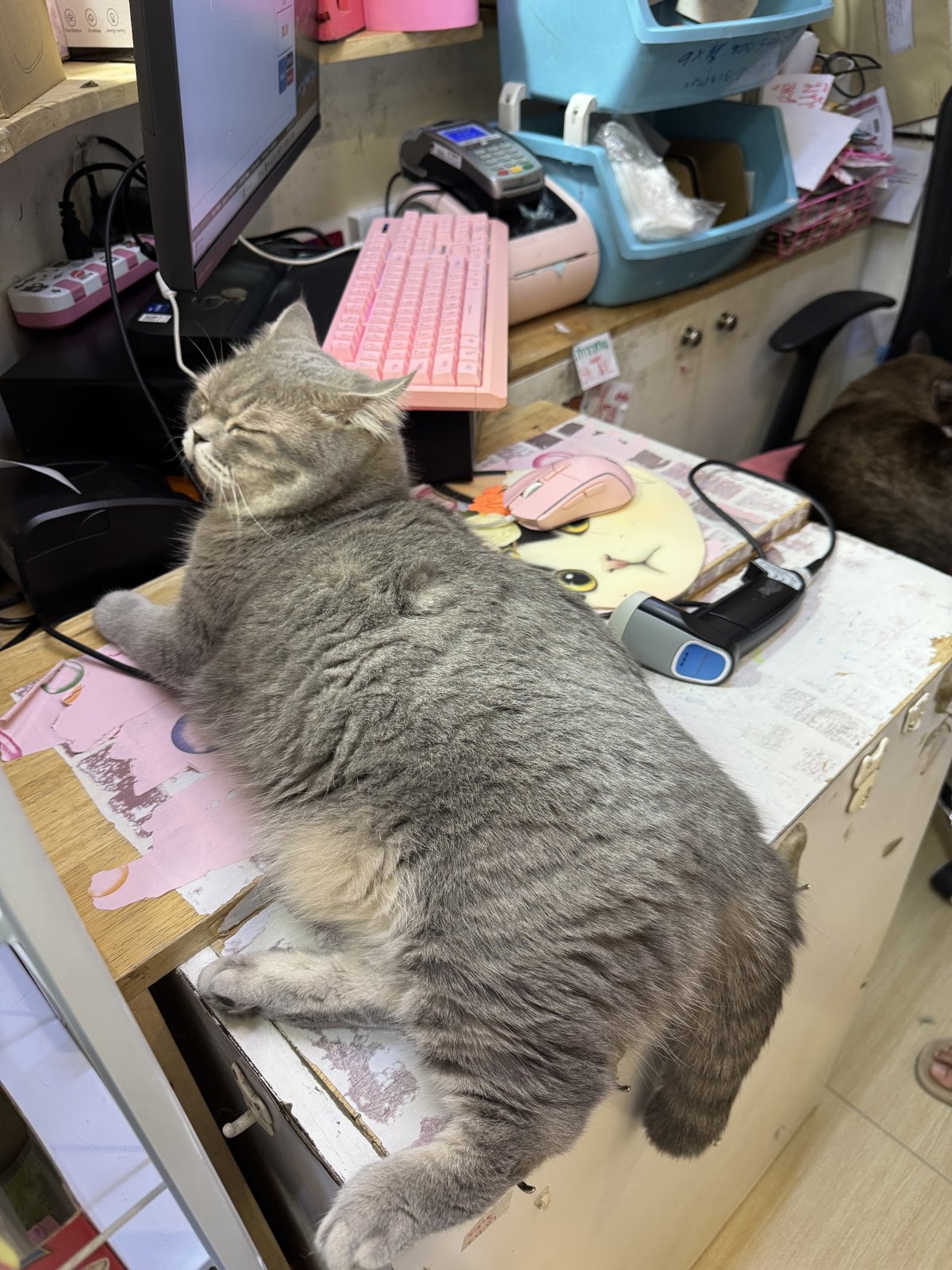 PINKPAW Petshop