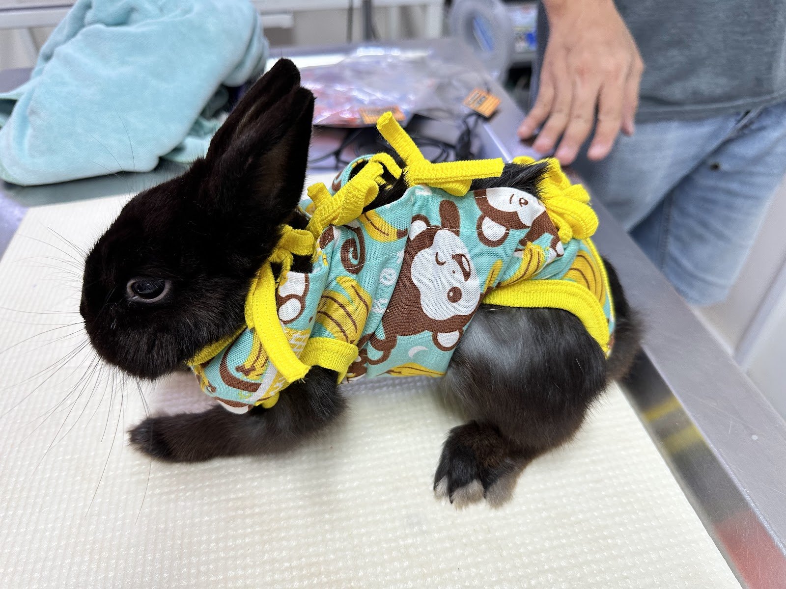 PUKPUI Rabbit&Exotic Pet Clinic