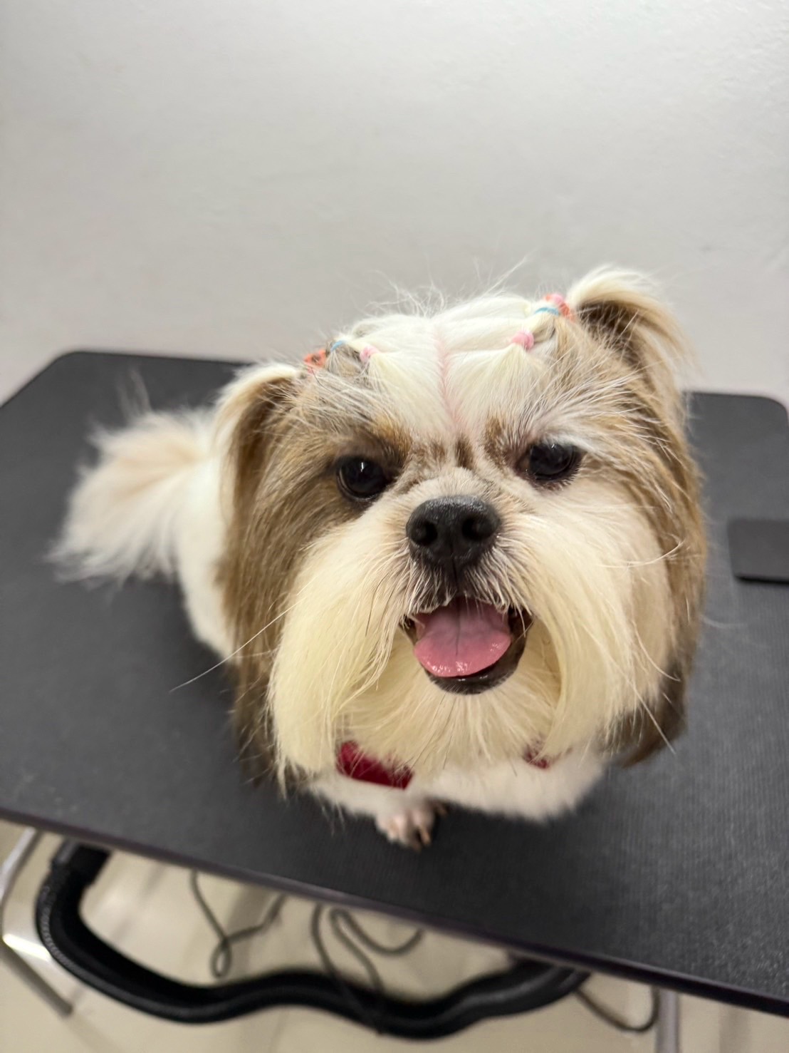 Purluche Premium Pet Grooming