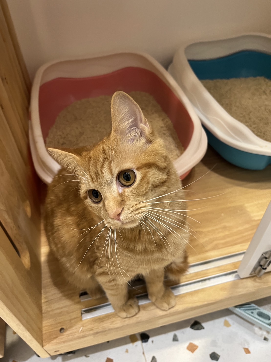 Purring Pet Vet Clinic