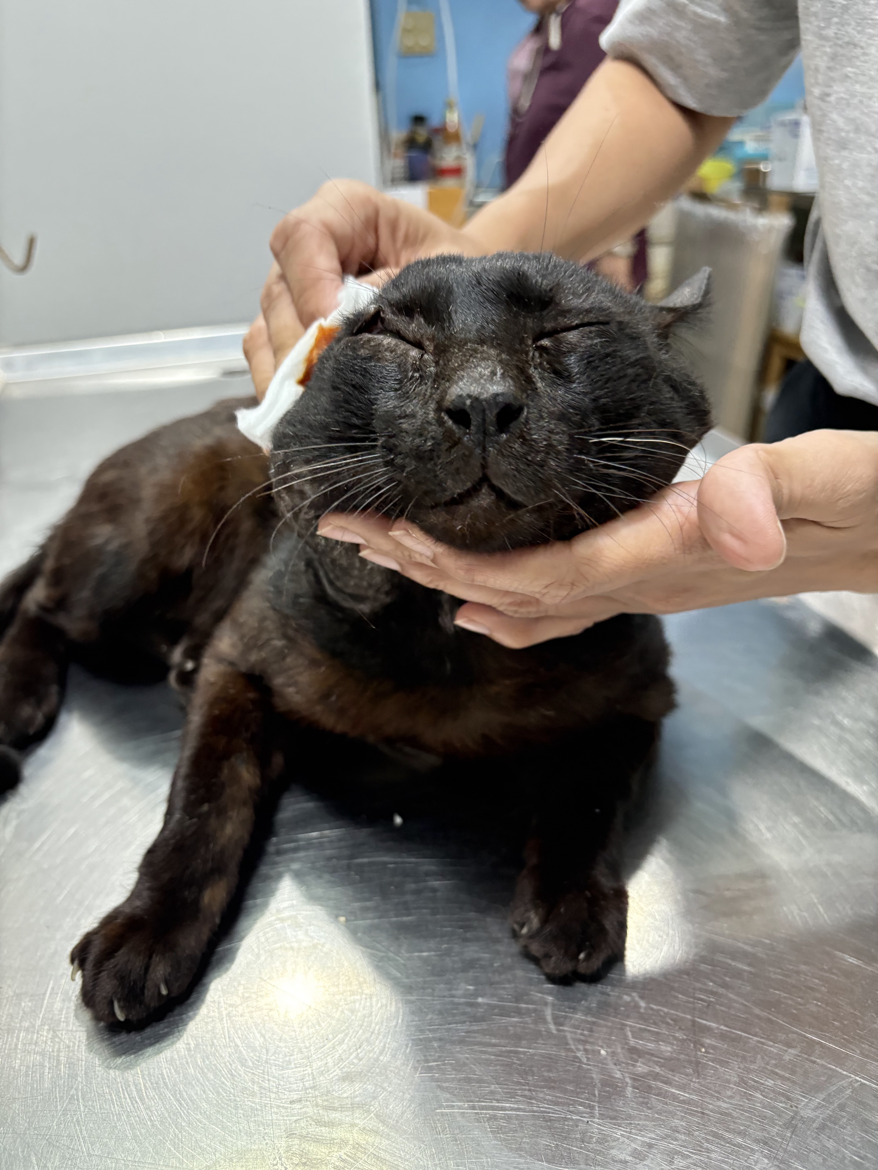 Rainy Pet Clinic