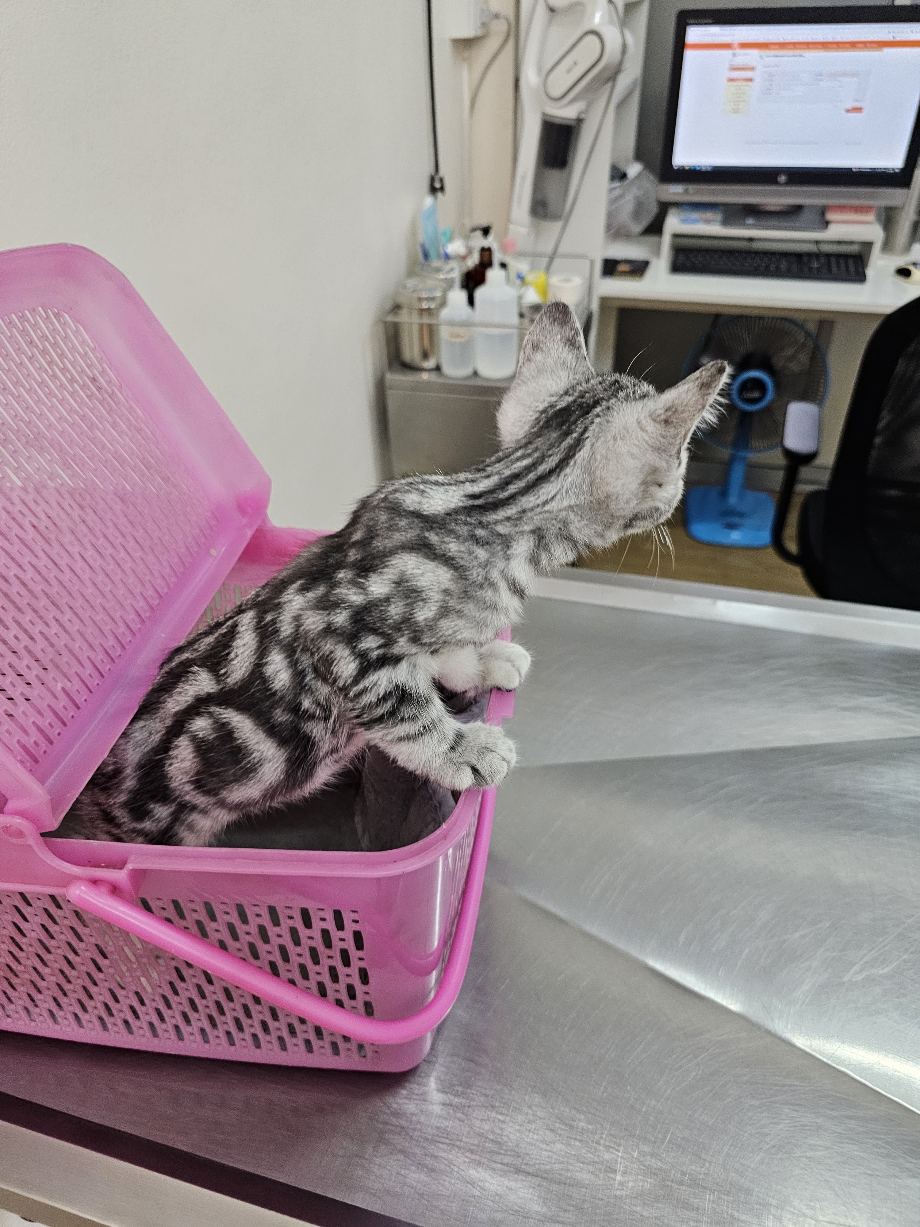 Rama 6 Vet Clinic