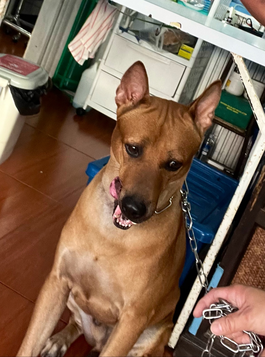 Romyen Pet Clinic