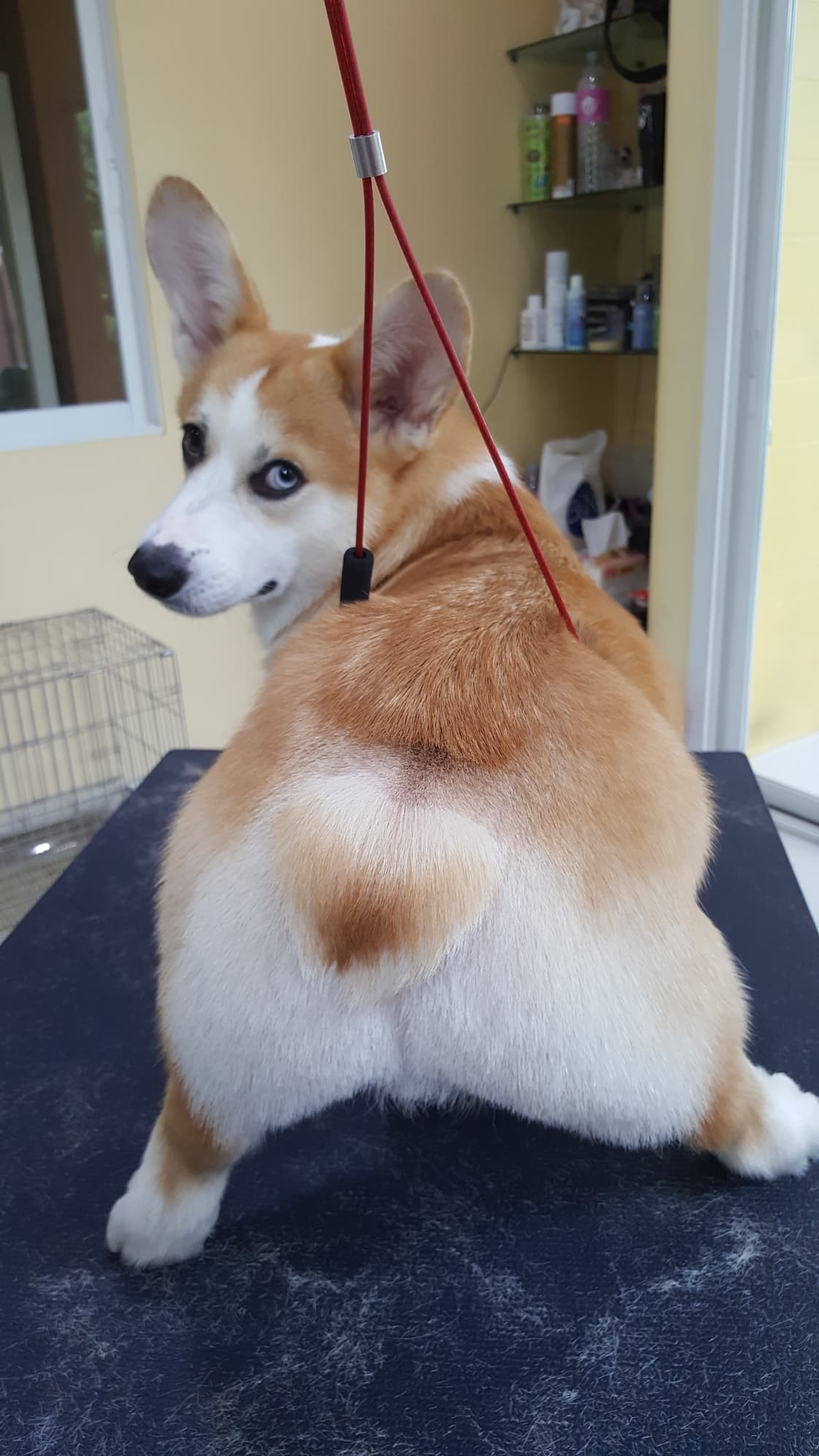 Sailom Dog Grooming