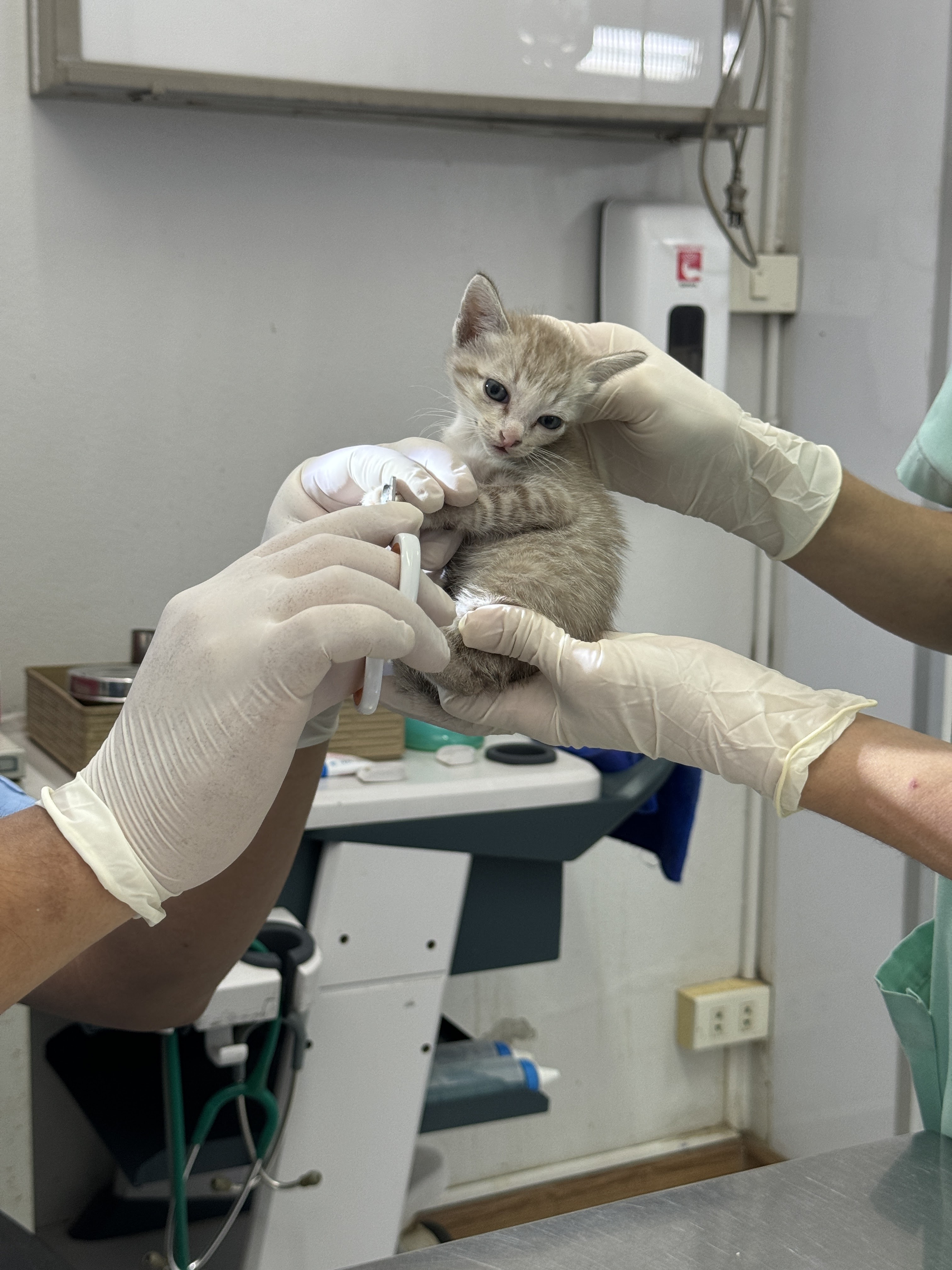 Saimai Vet Clinic