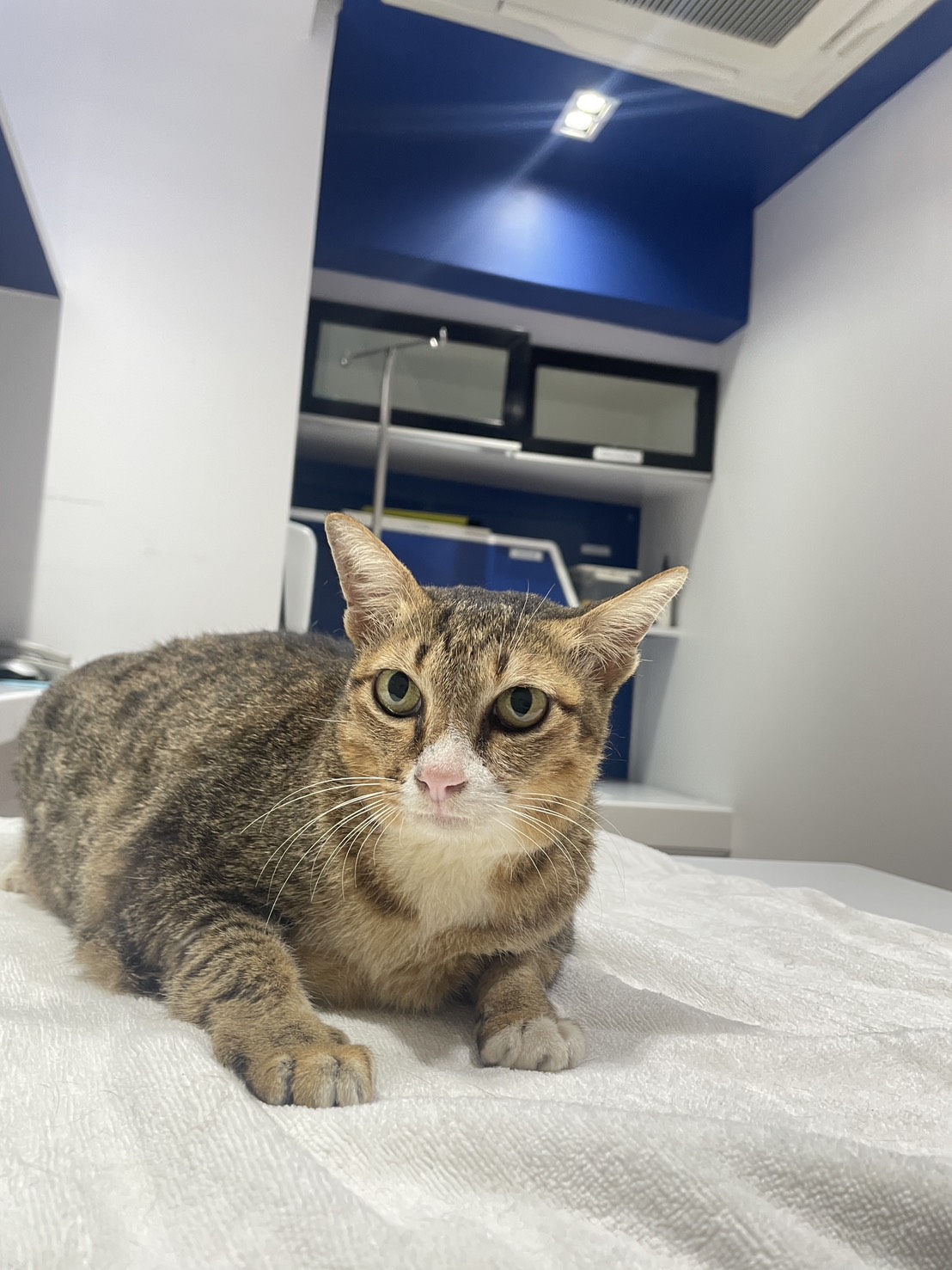 Setthakit Animal Hospital