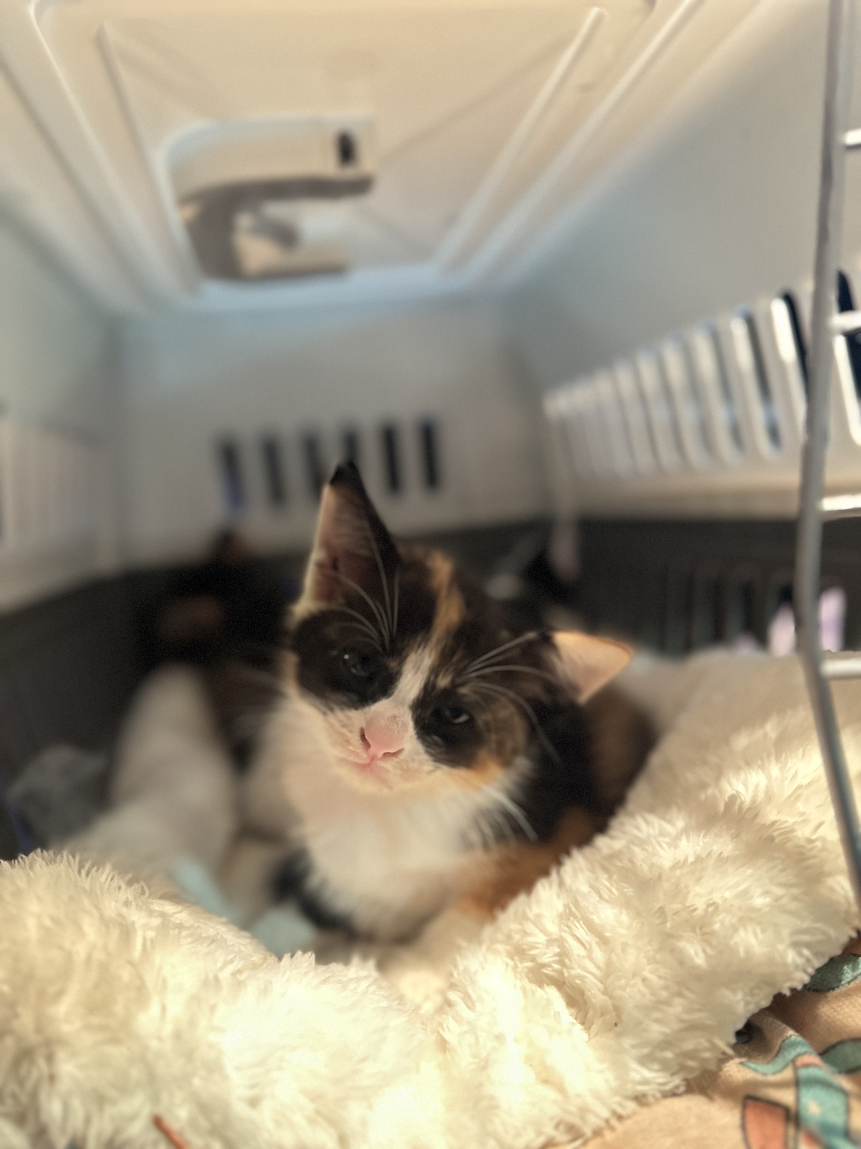 Smile VET Clinic
