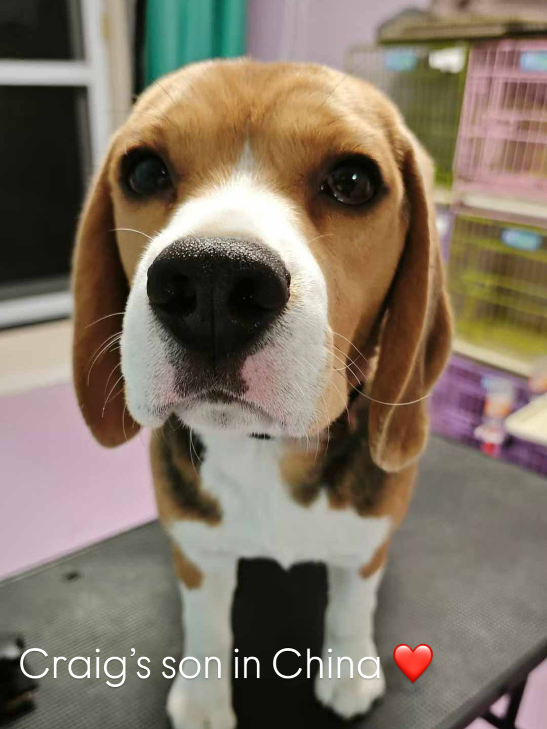 Sparta Beagles