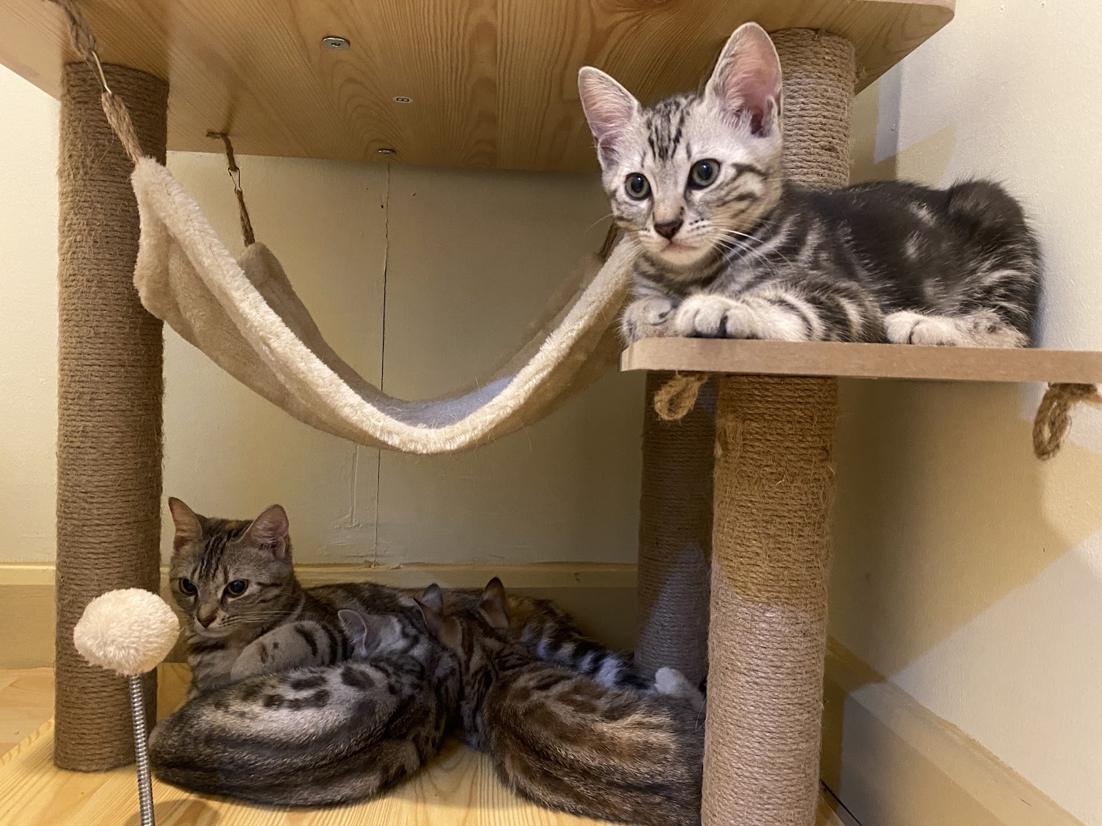 StayHome Cat's Hotel & Studio