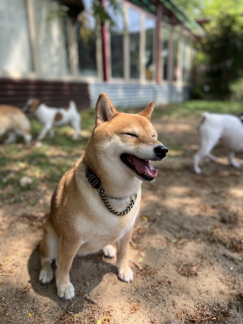 Summer Dog Pool