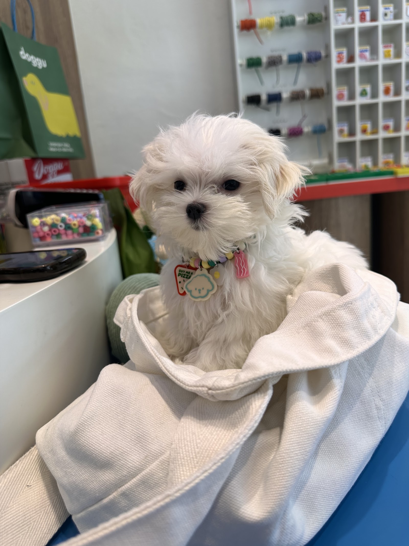 Superbarket store by doggu pets