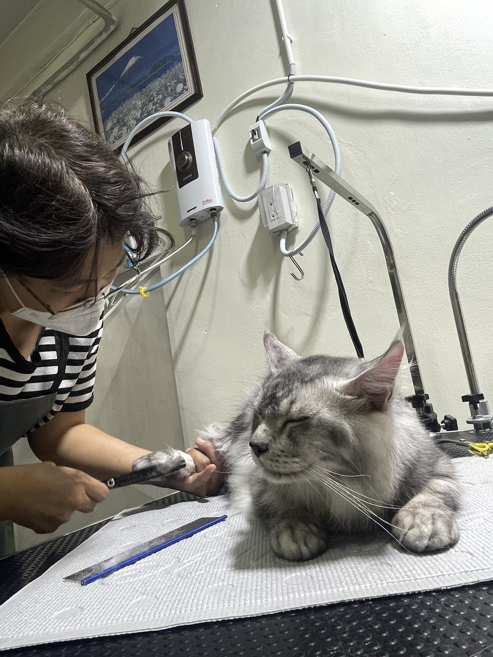 TaMuTaMi Grooming