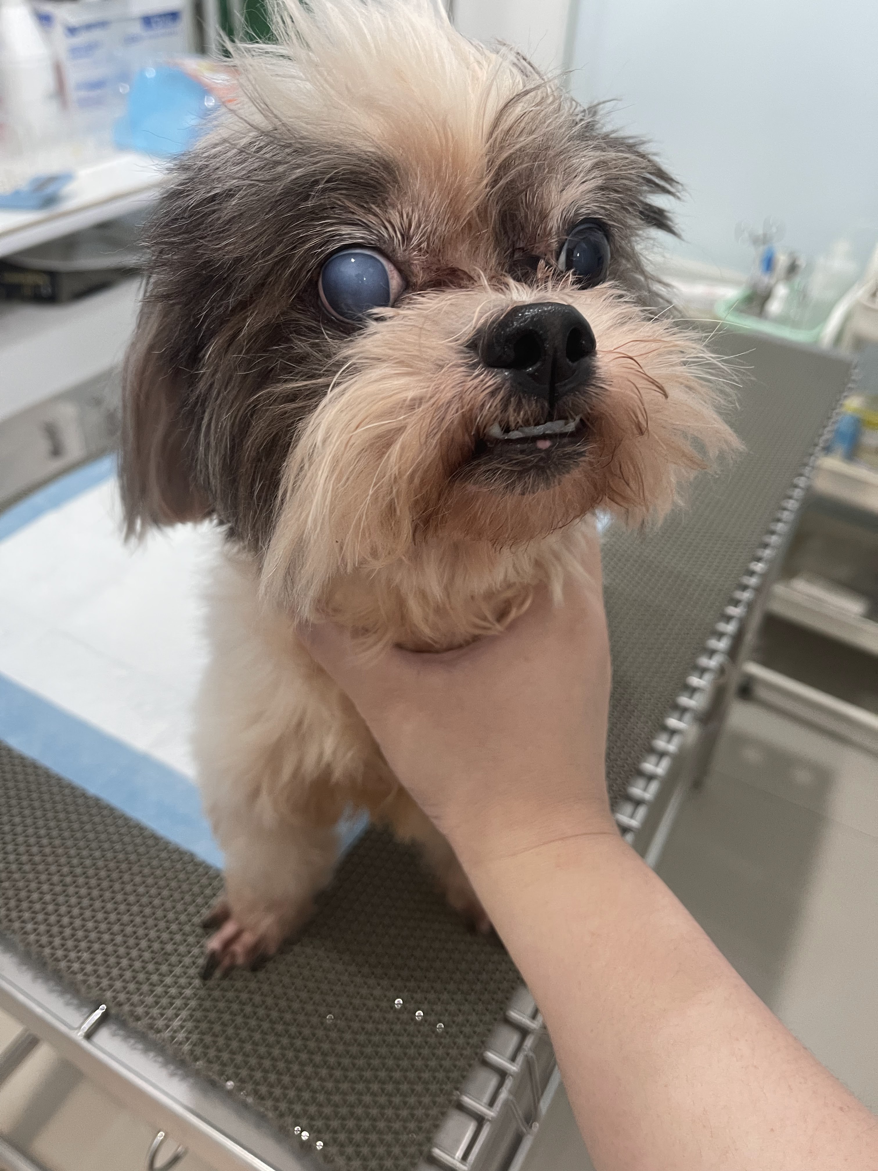The connect pet clinic