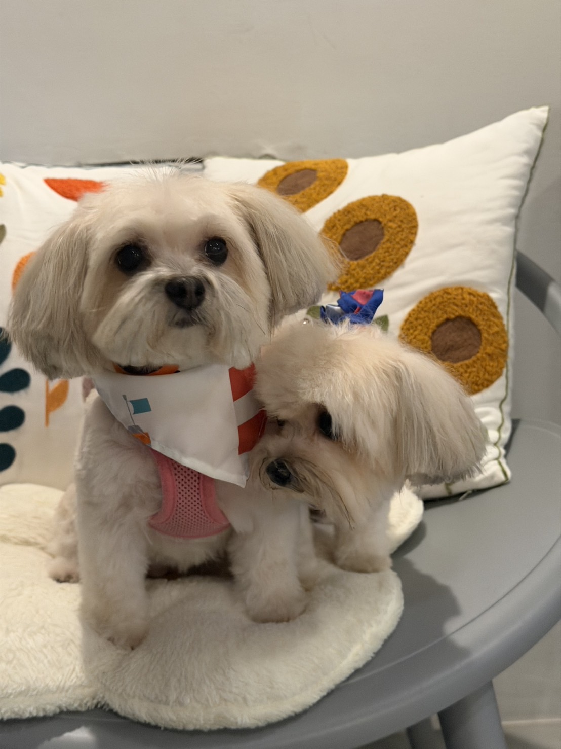 Tonson Grooming & Boarding