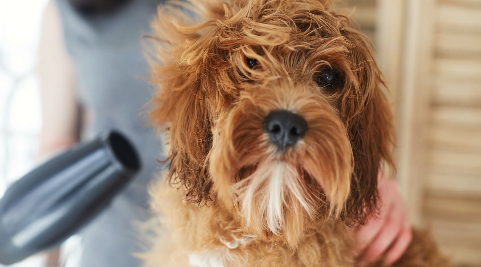 Tonson Grooming & Boarding