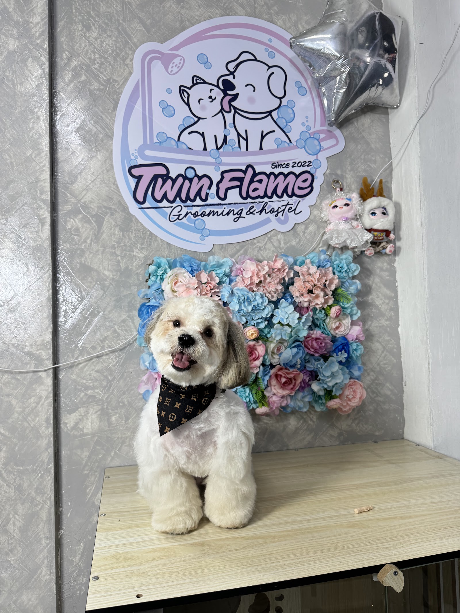 TwinFlame Grooming & hostel