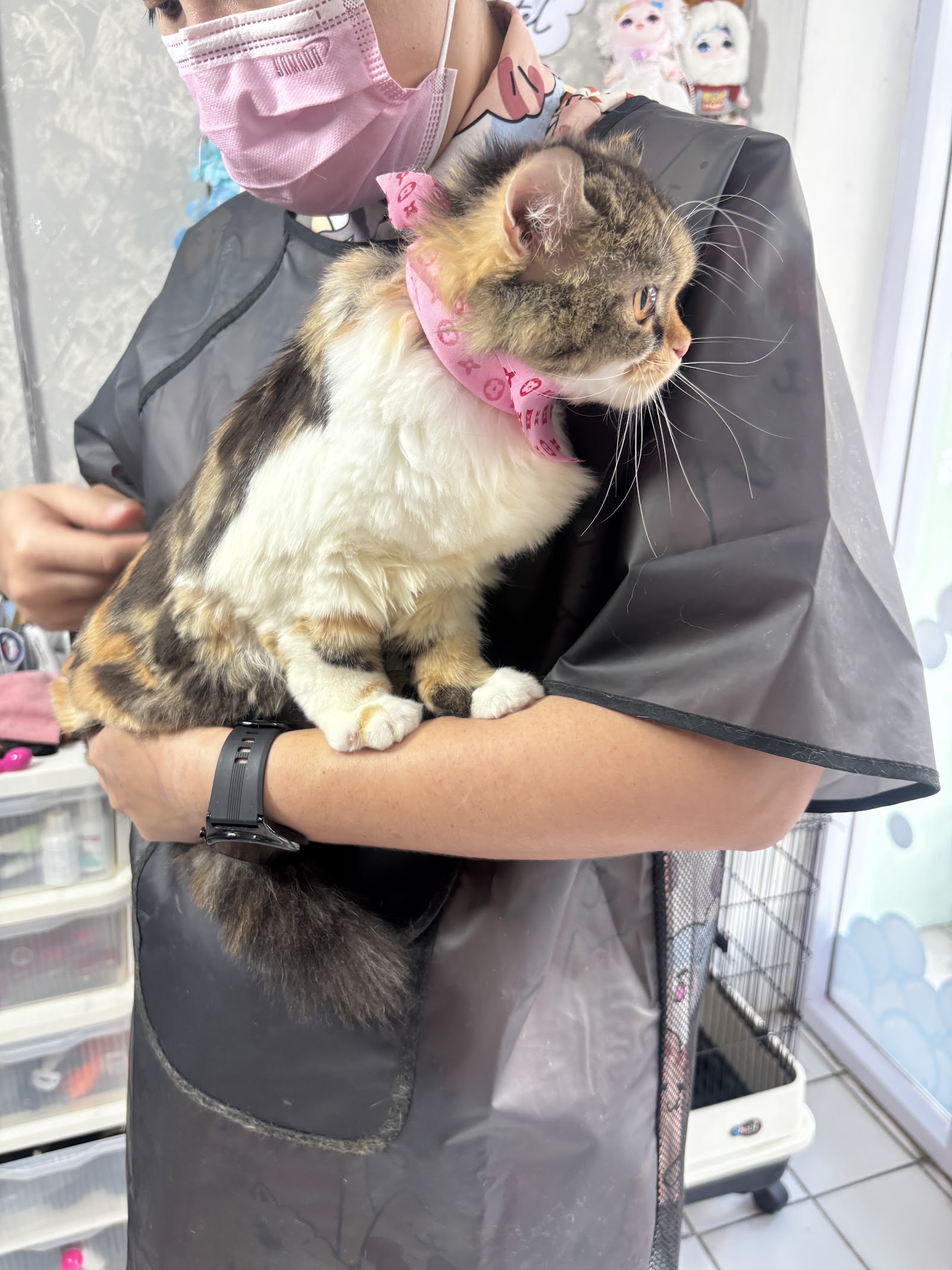 TwinFlame Grooming & hostel