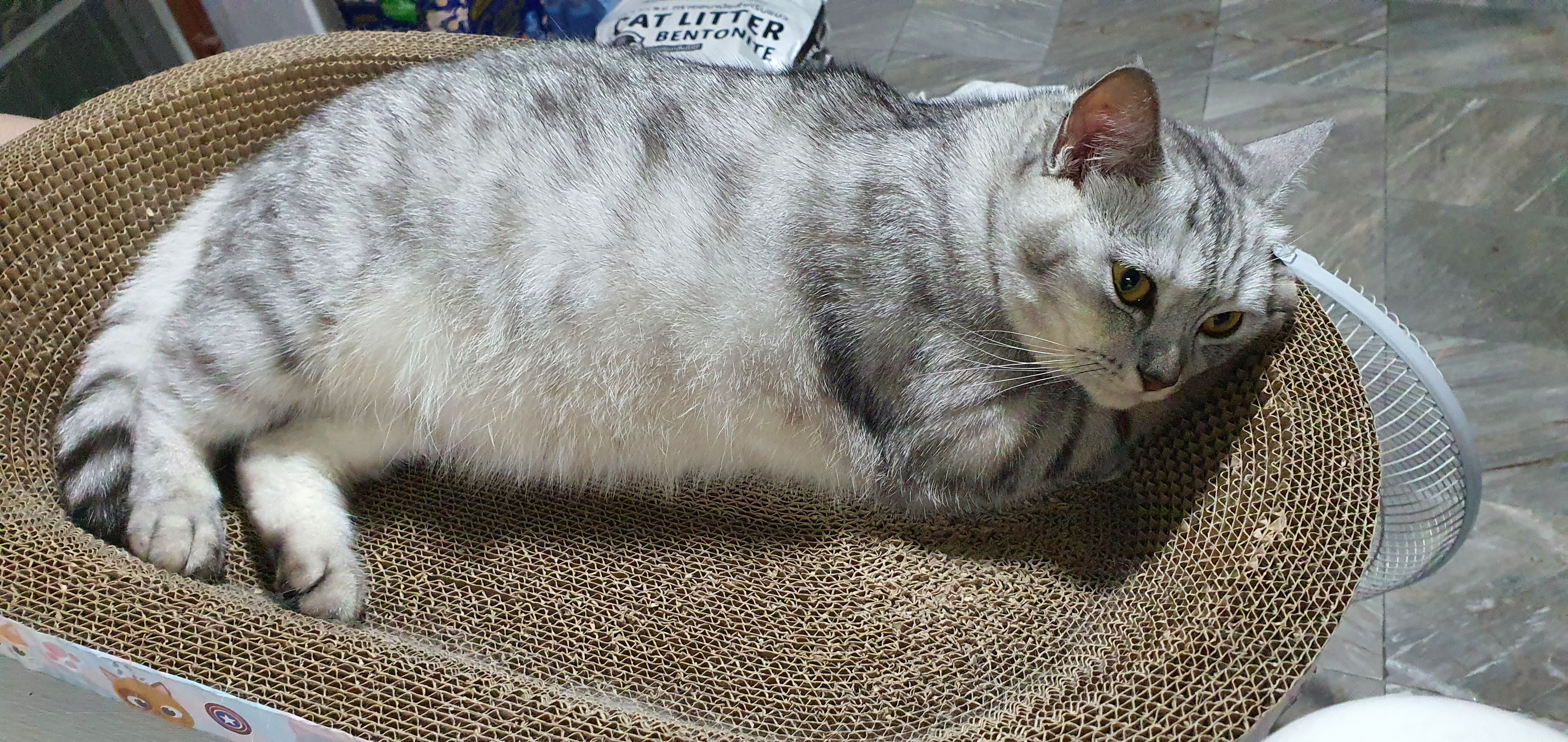 Wattana Animal Clinic