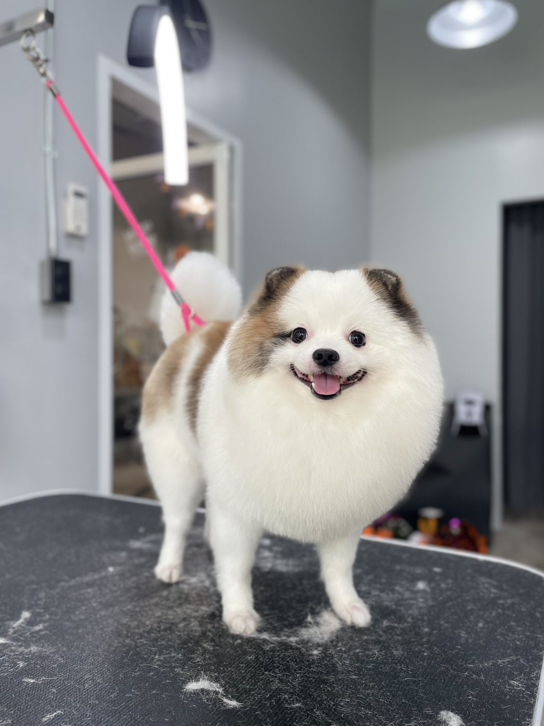 Wigglyville Grooming