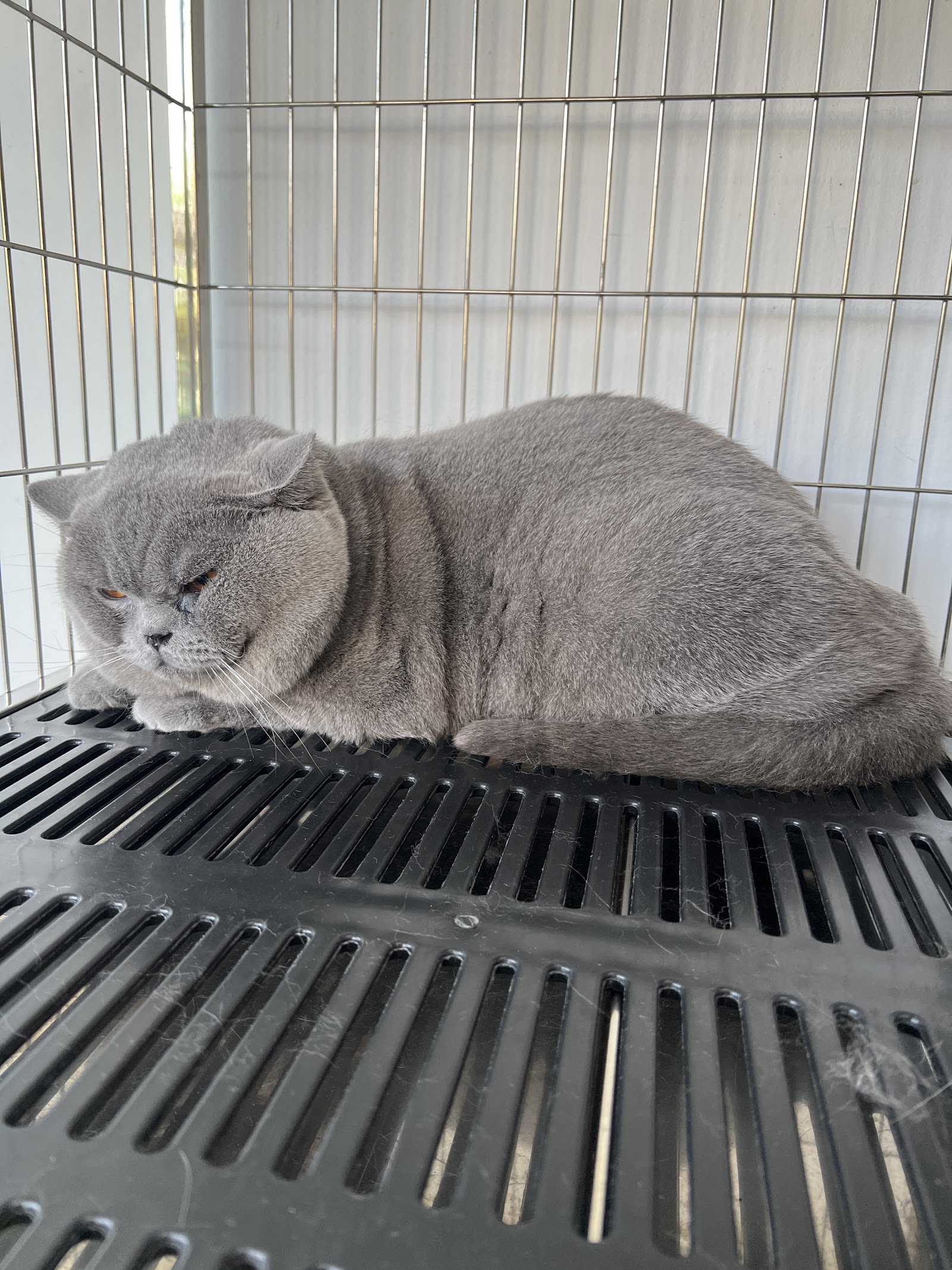 Yingdee Grooming - Wongwian 22