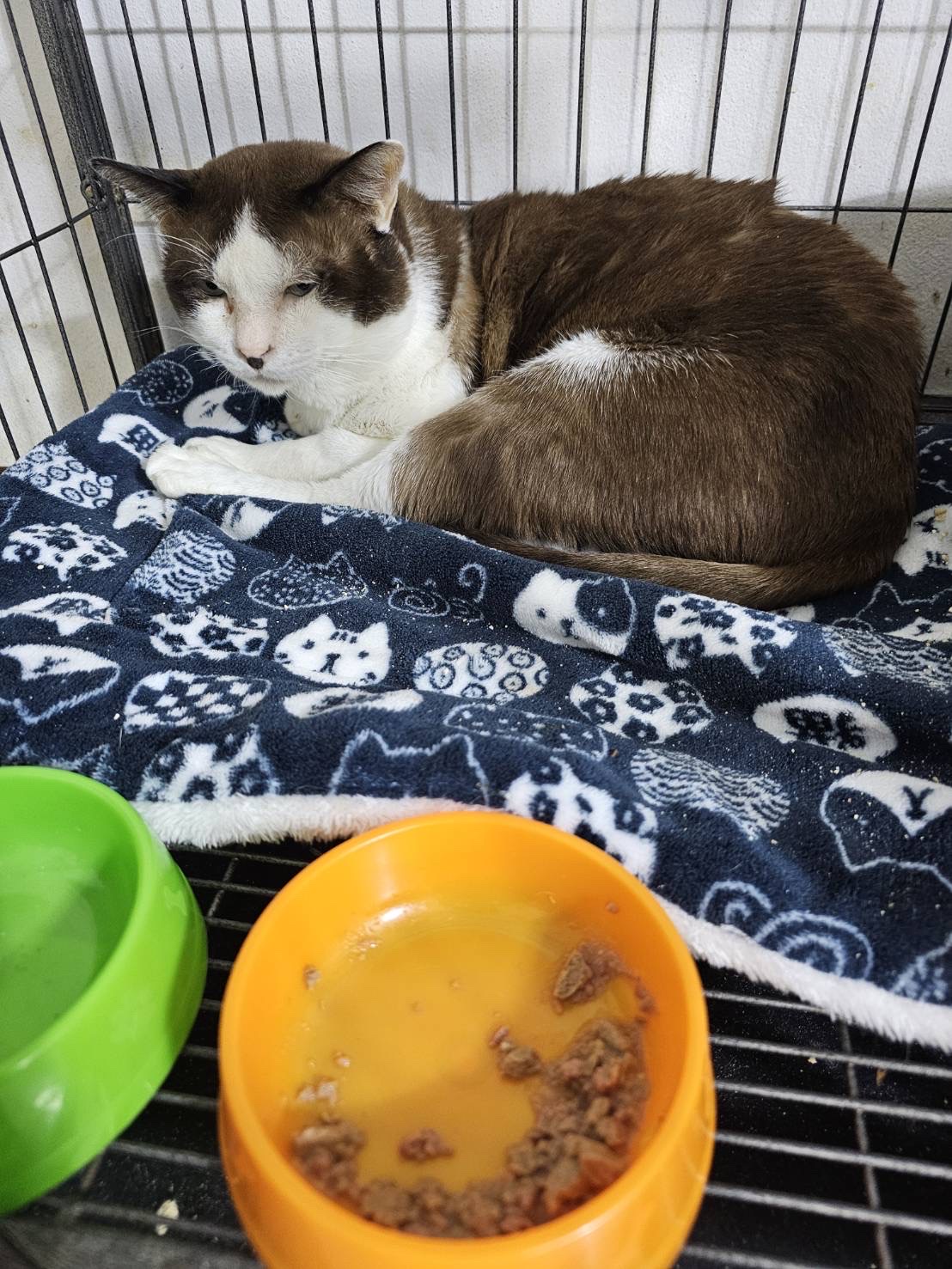 Four-legged veterinarian friend
