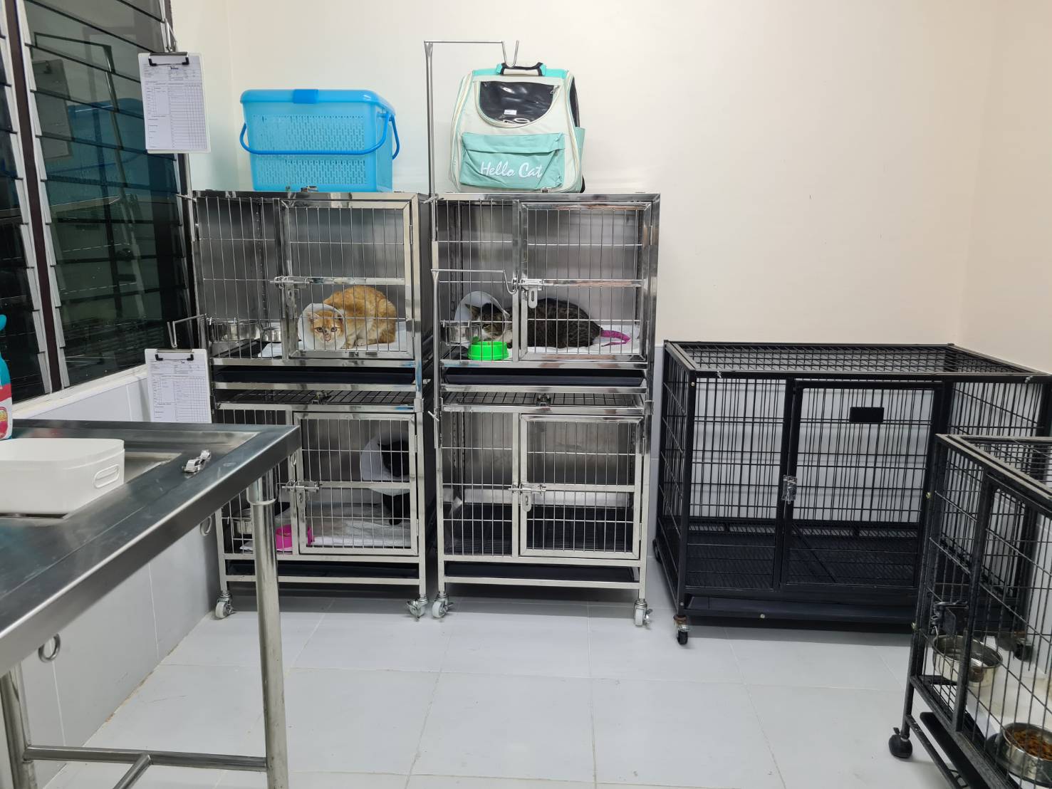 San Pa Tong Dog and Cat Hospital