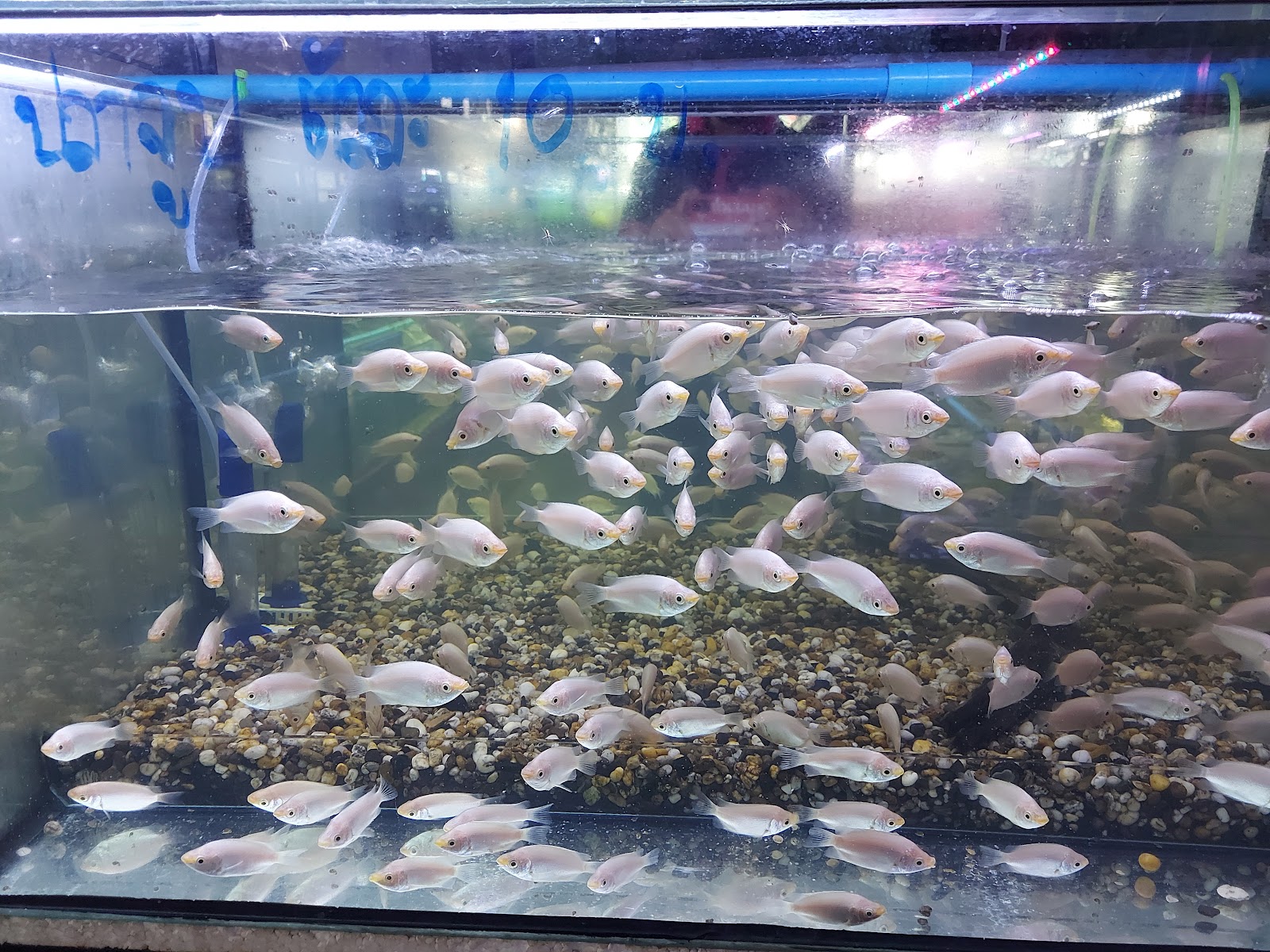 Andaman Aquarium