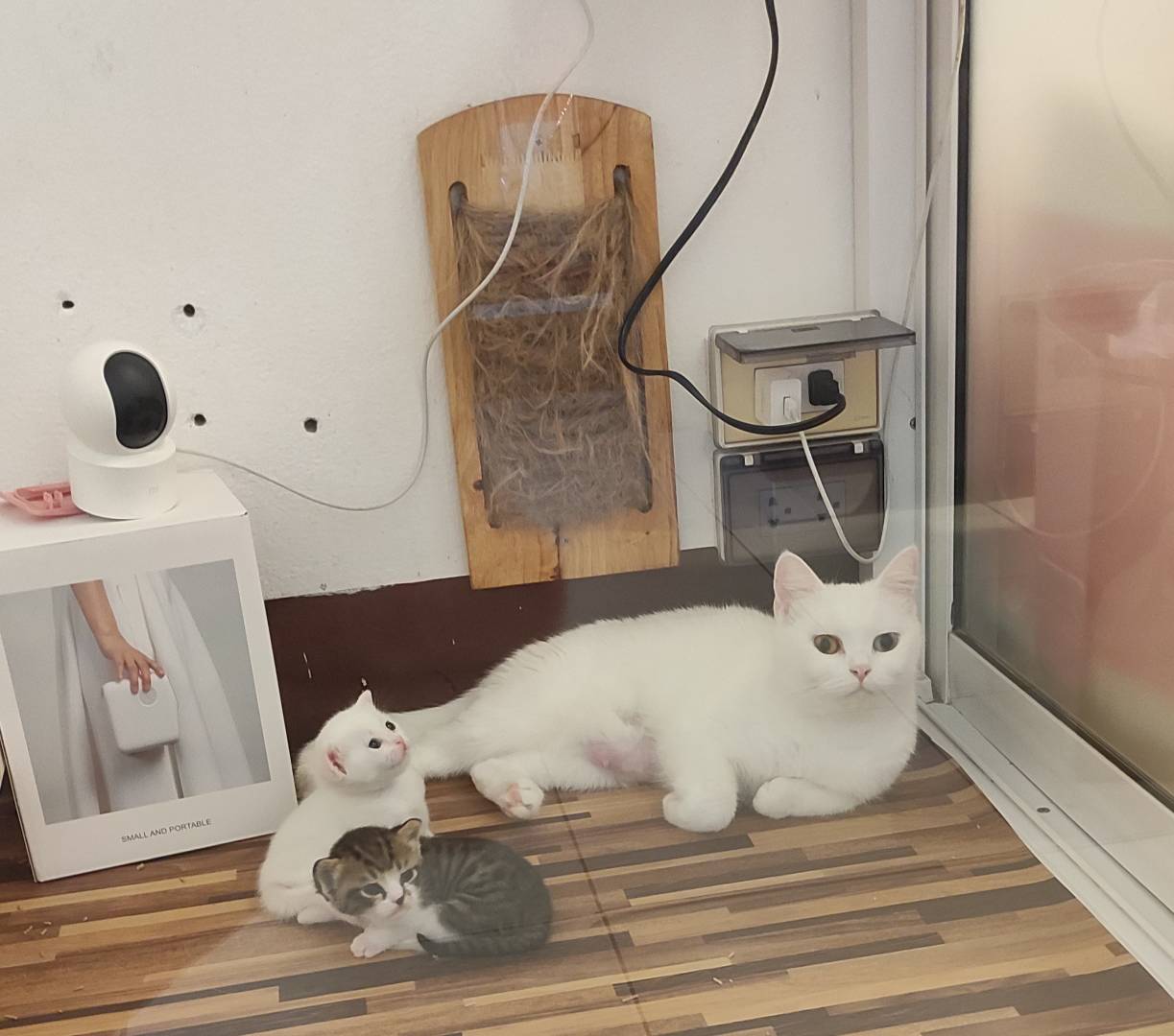 Cat Spaces Grooming & Hotel Chiang Mai