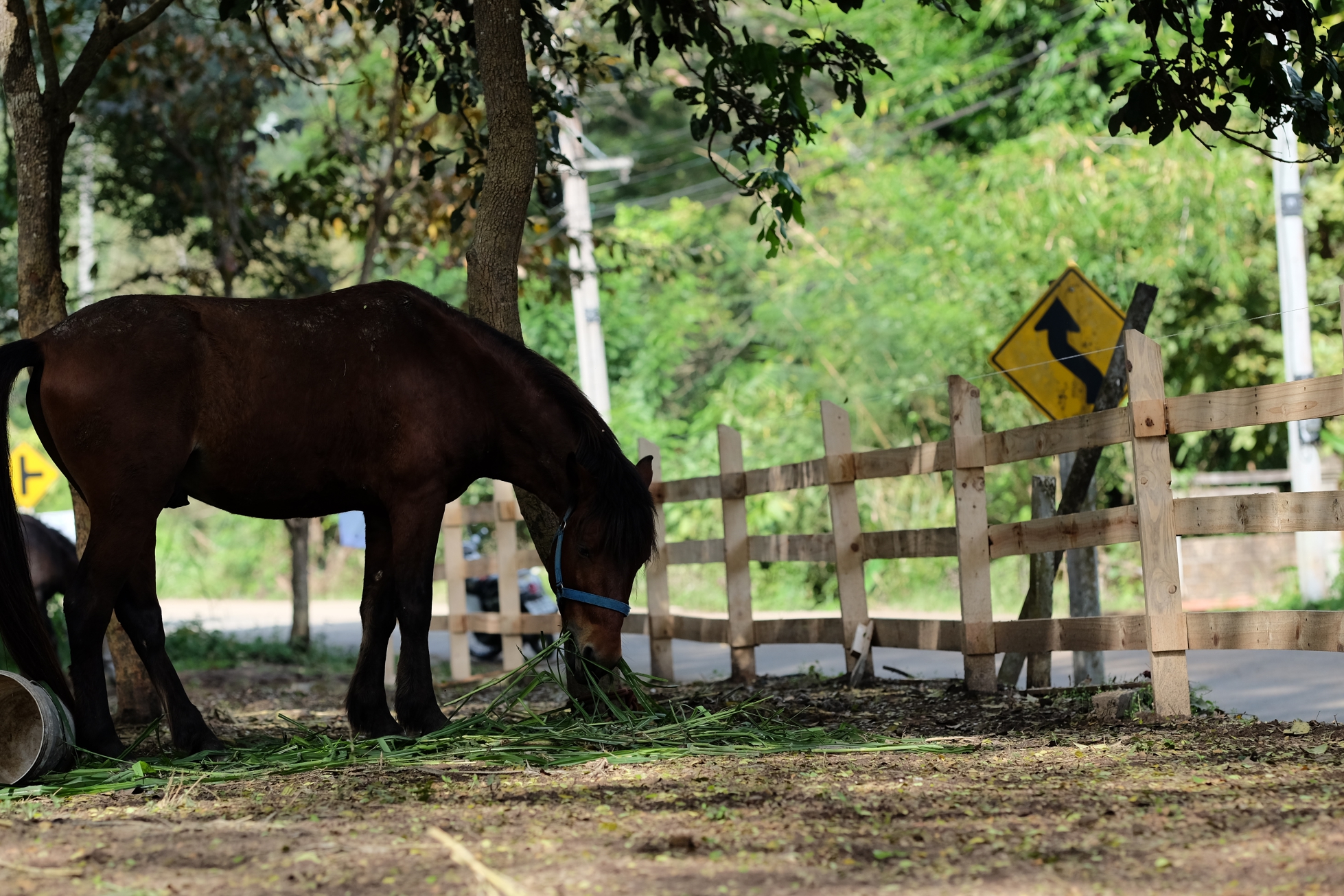 Doi Kham Thai horse Conservation