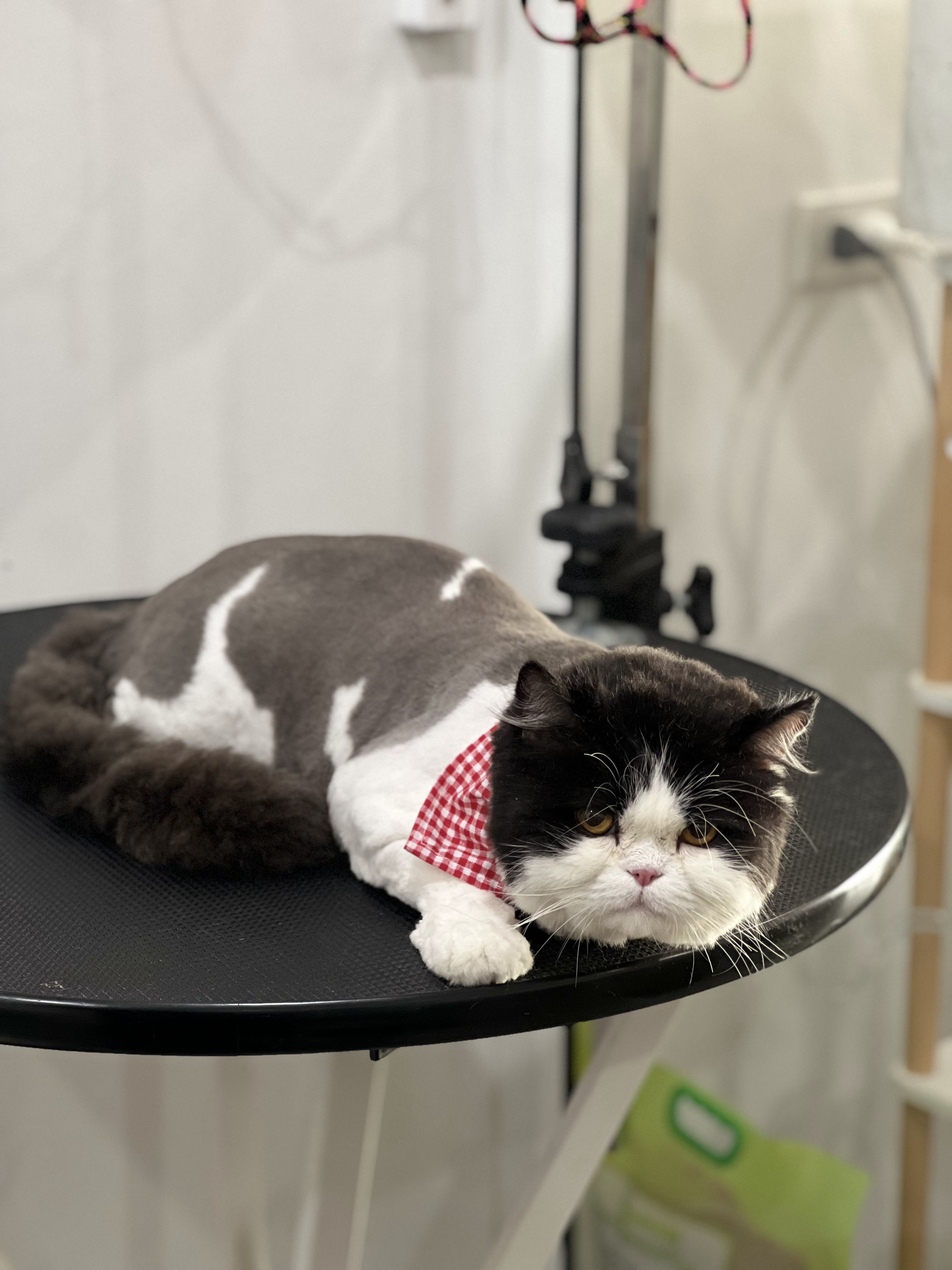 Furday Pet Grooming