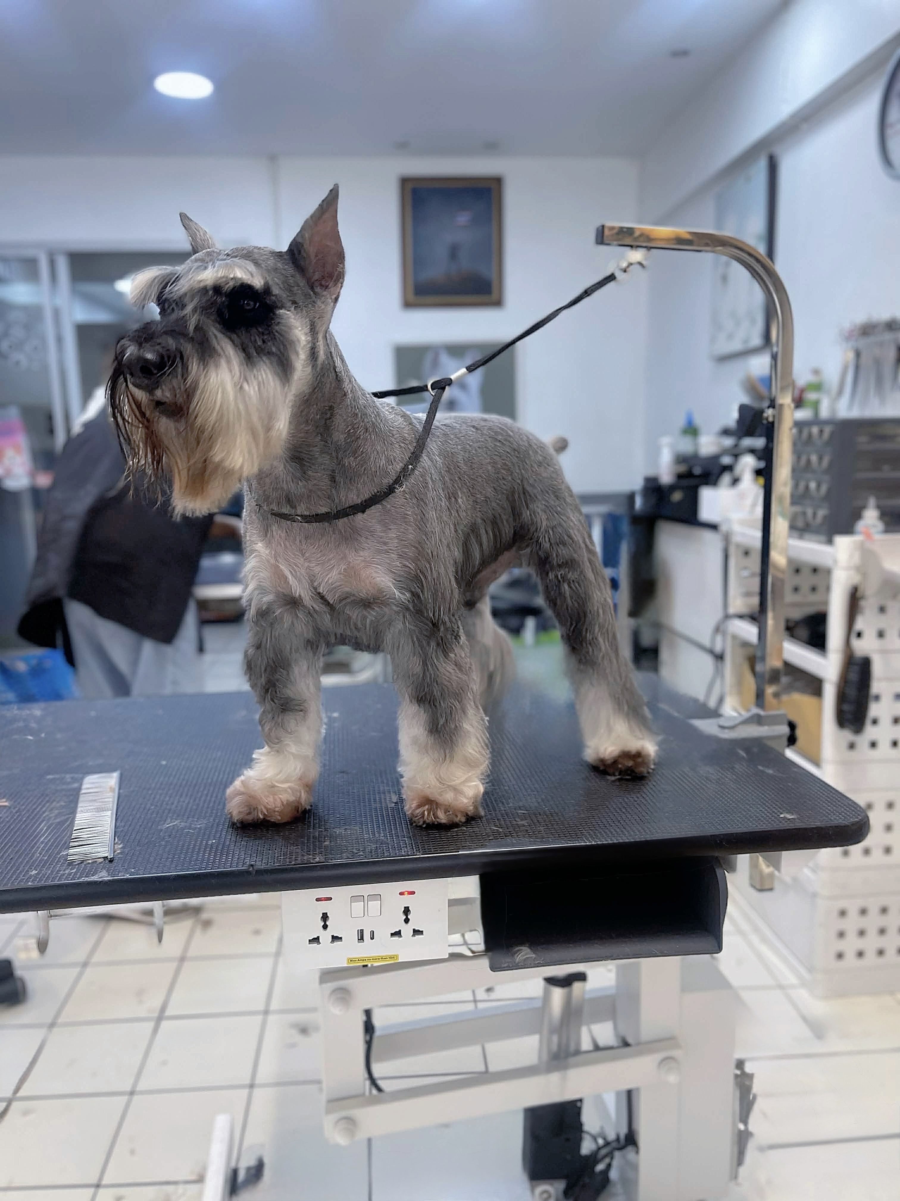 Groomer