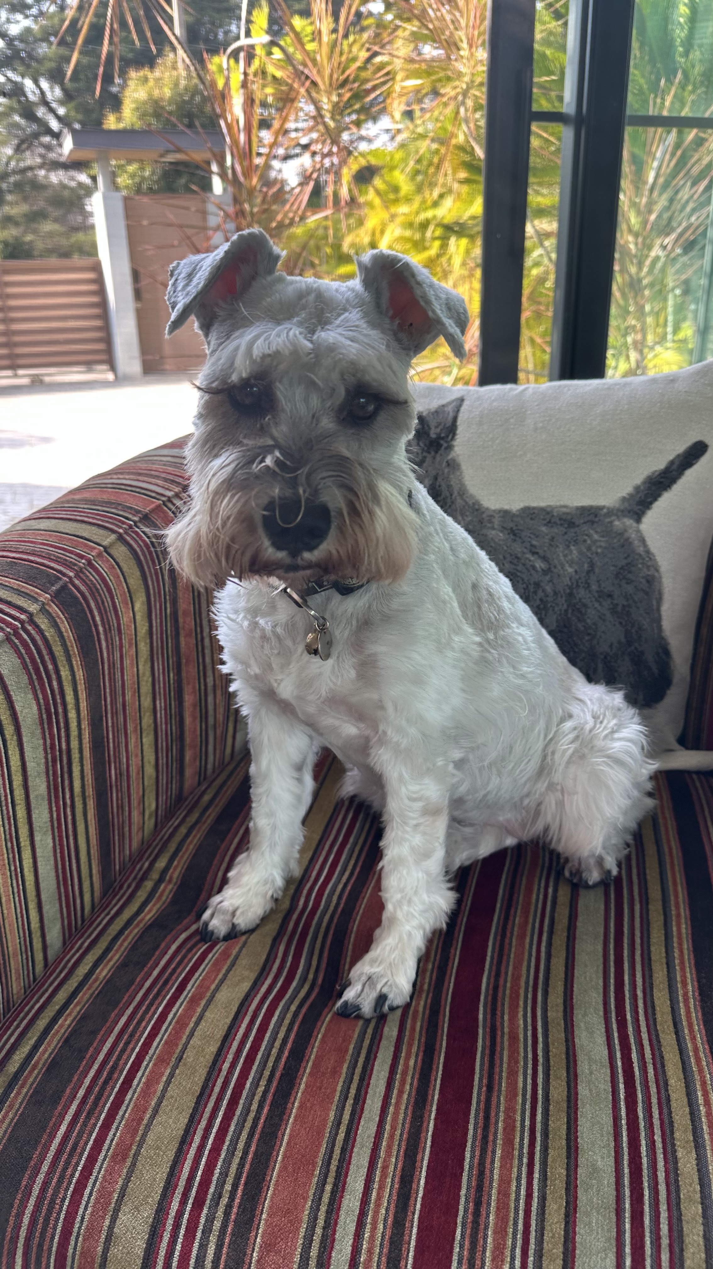 Groomer