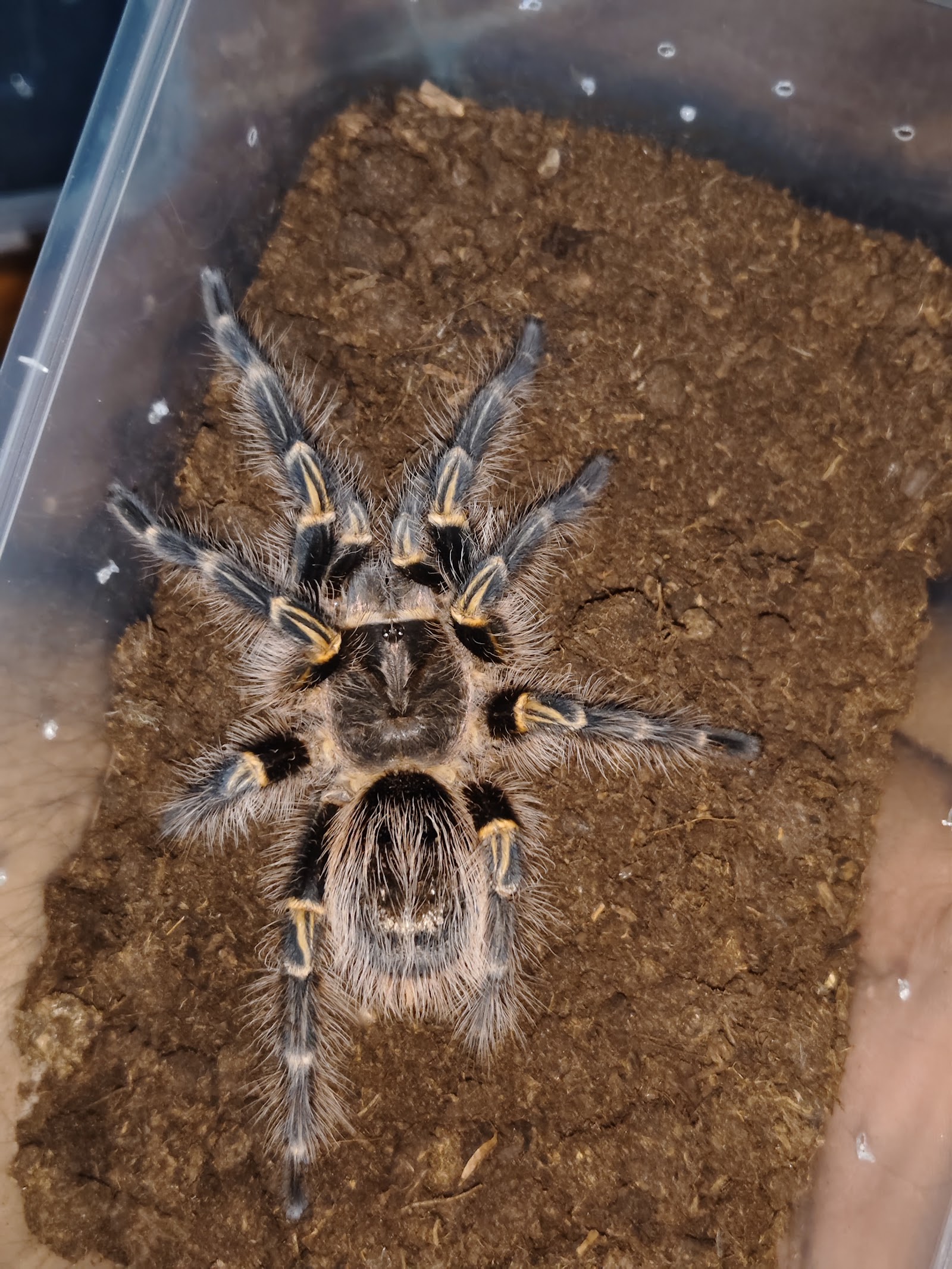 I am Spider