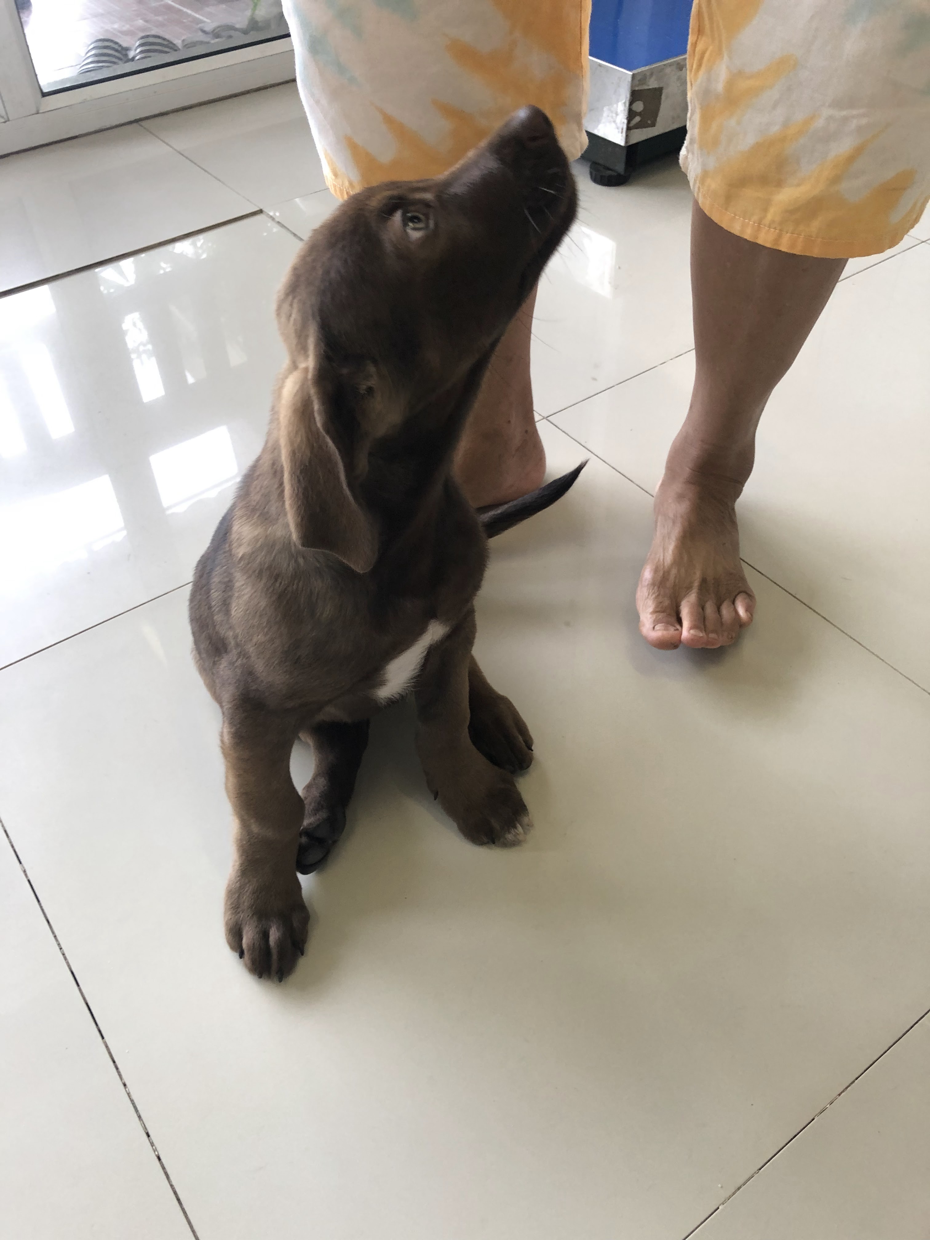 Jai-Dee Veterinarian