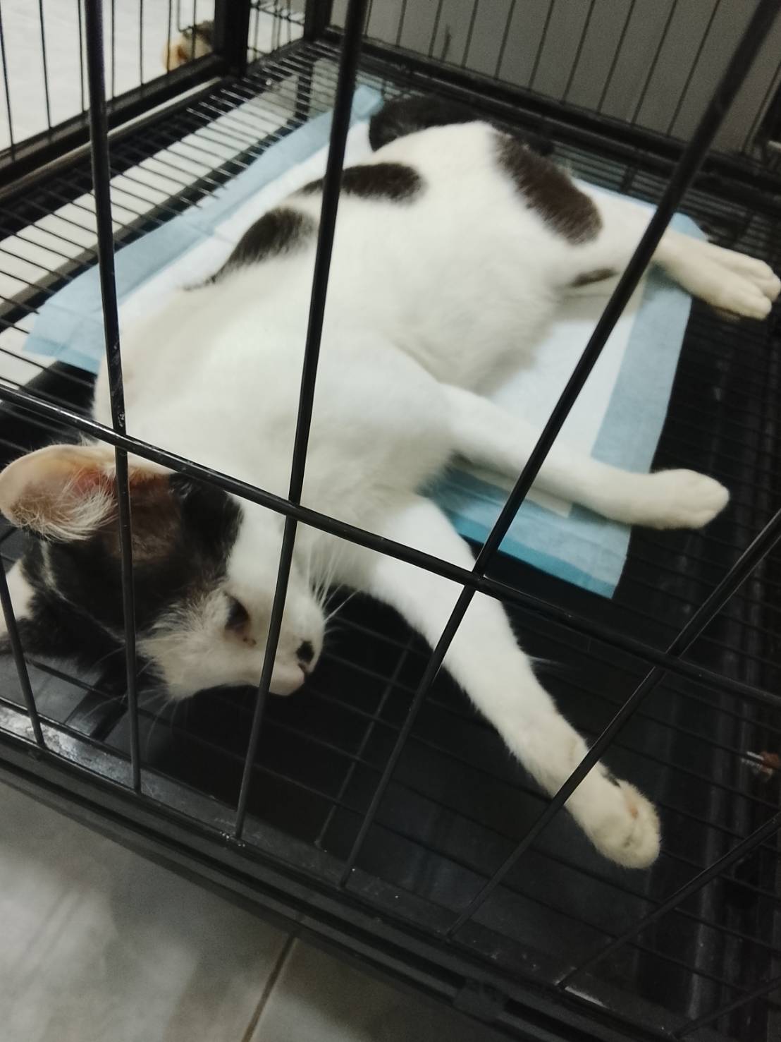 Kan Kheha animal's clinic