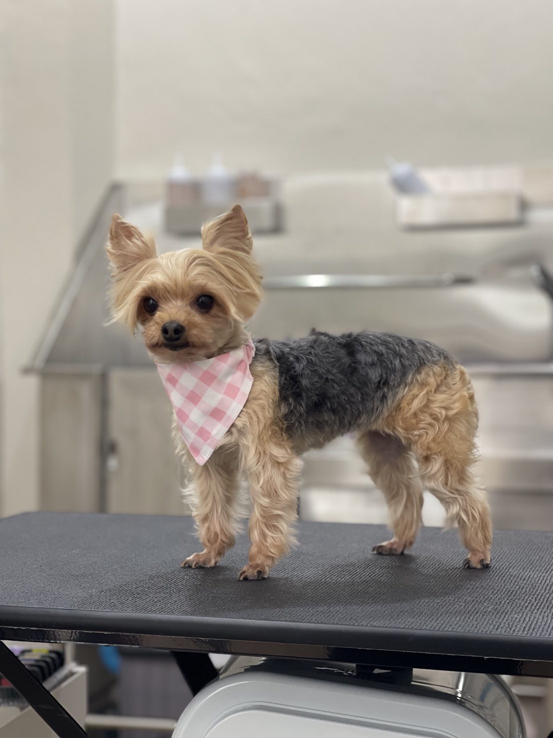 LUMO Pet Care & Wellness Clinic