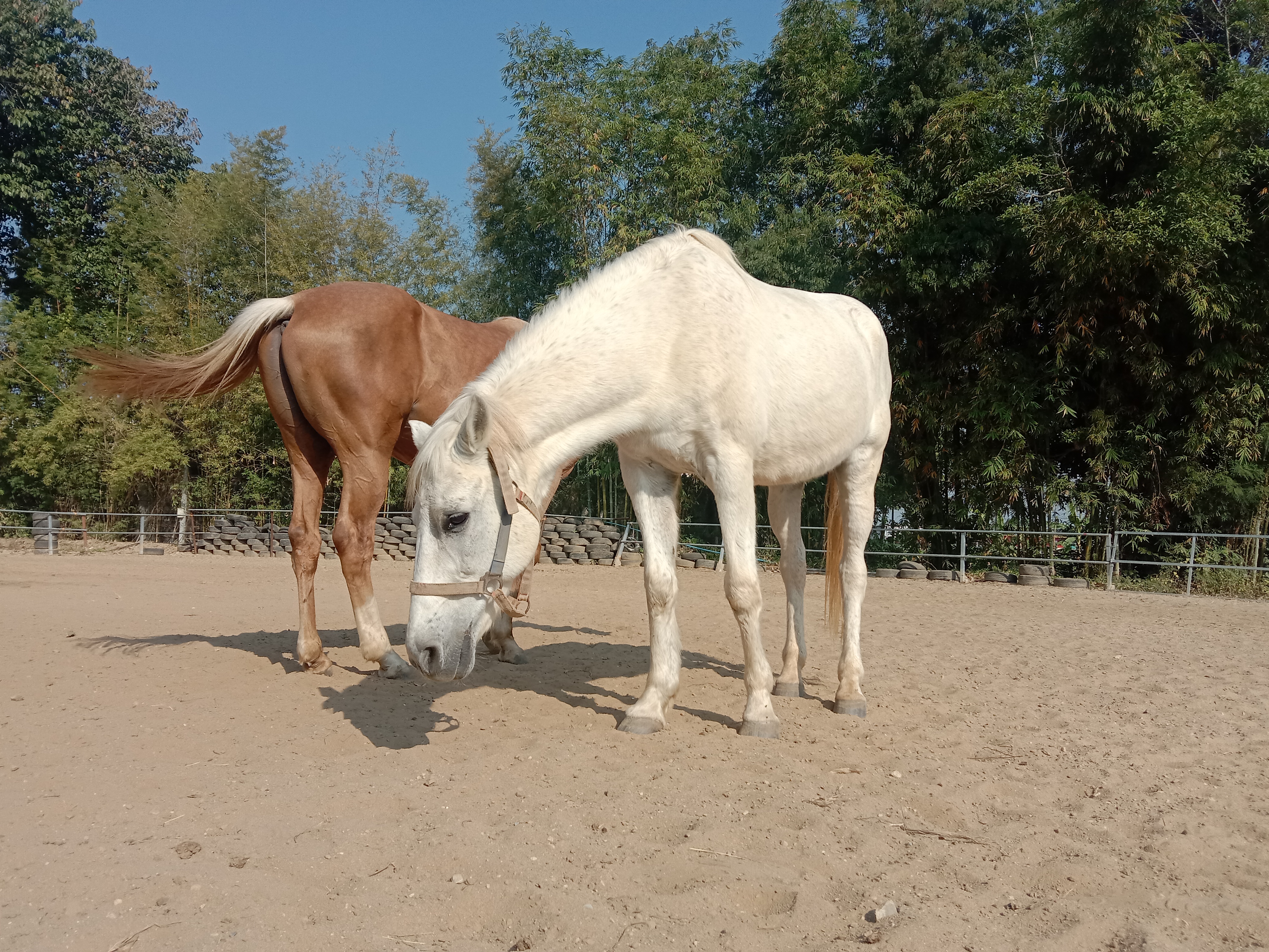 Montana Horse riding school