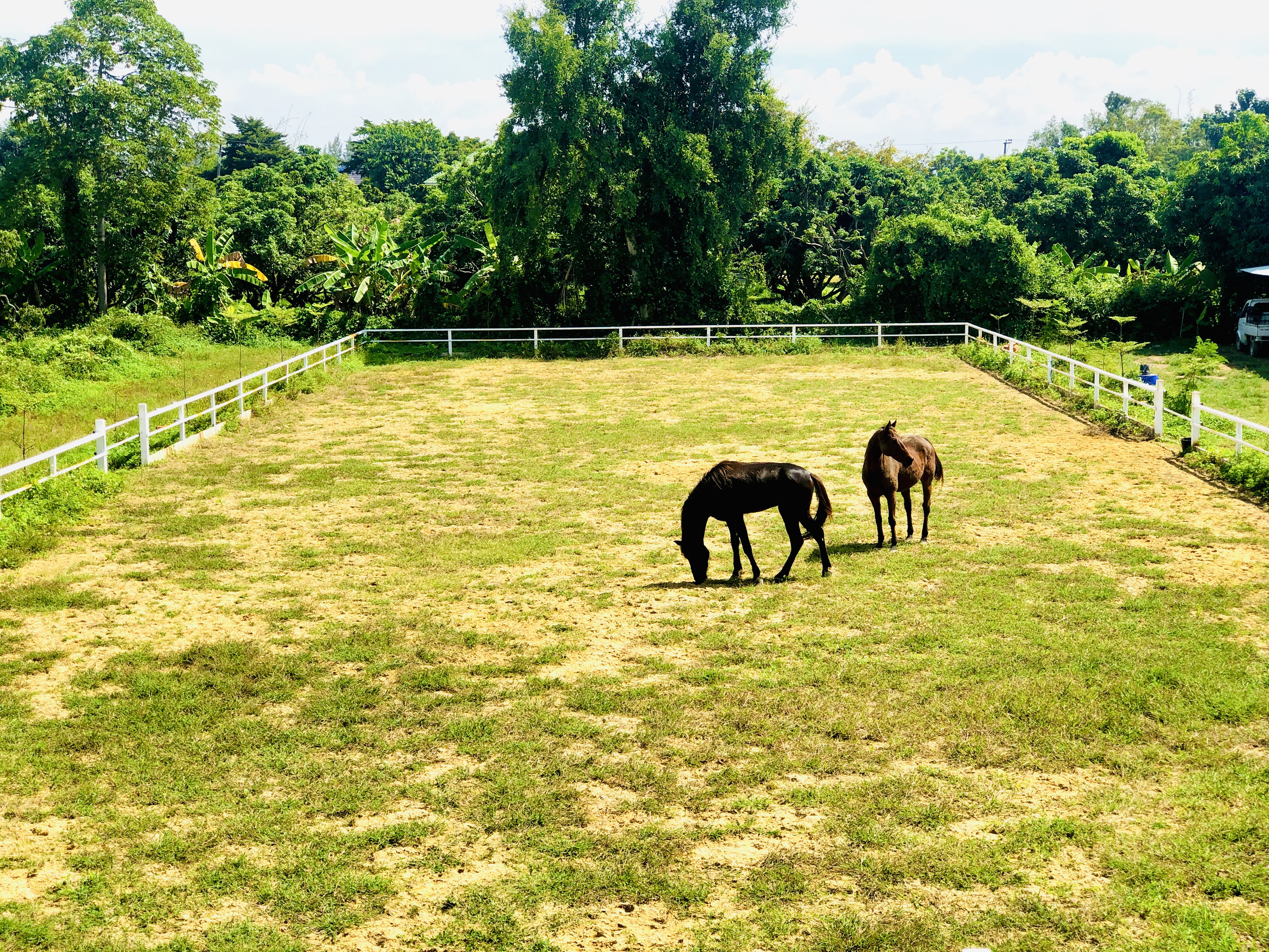 MyStableChiangmai@Saraphi