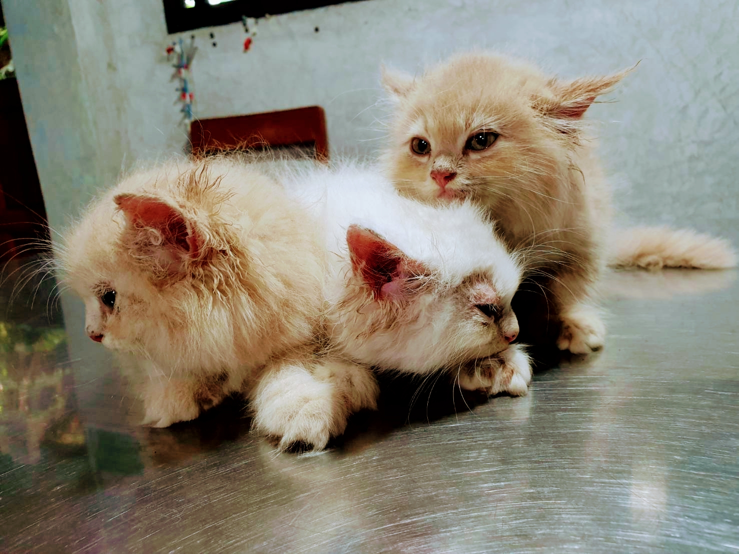 Namtang Animal Clinic