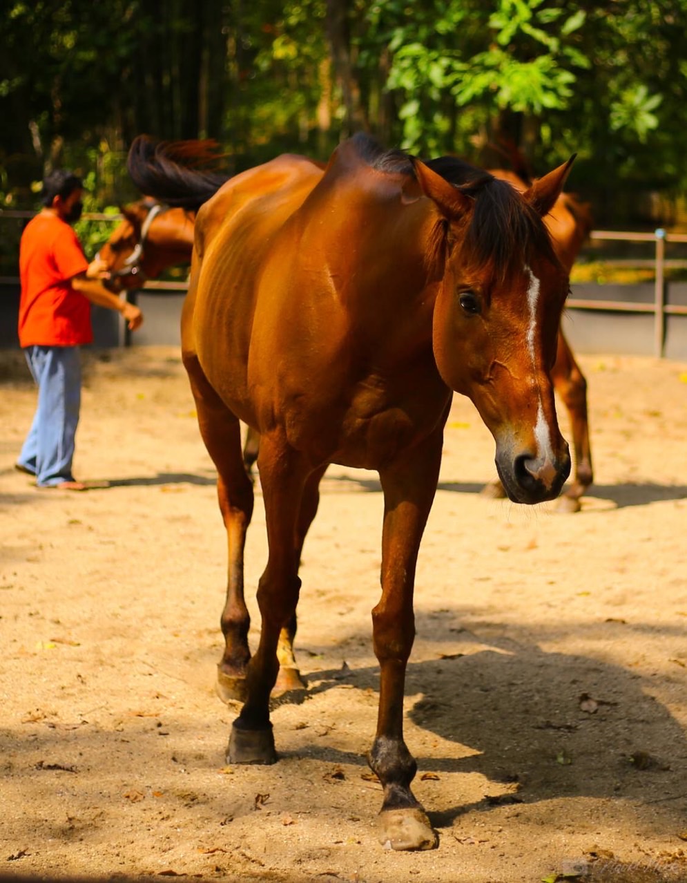 On Horse Farm