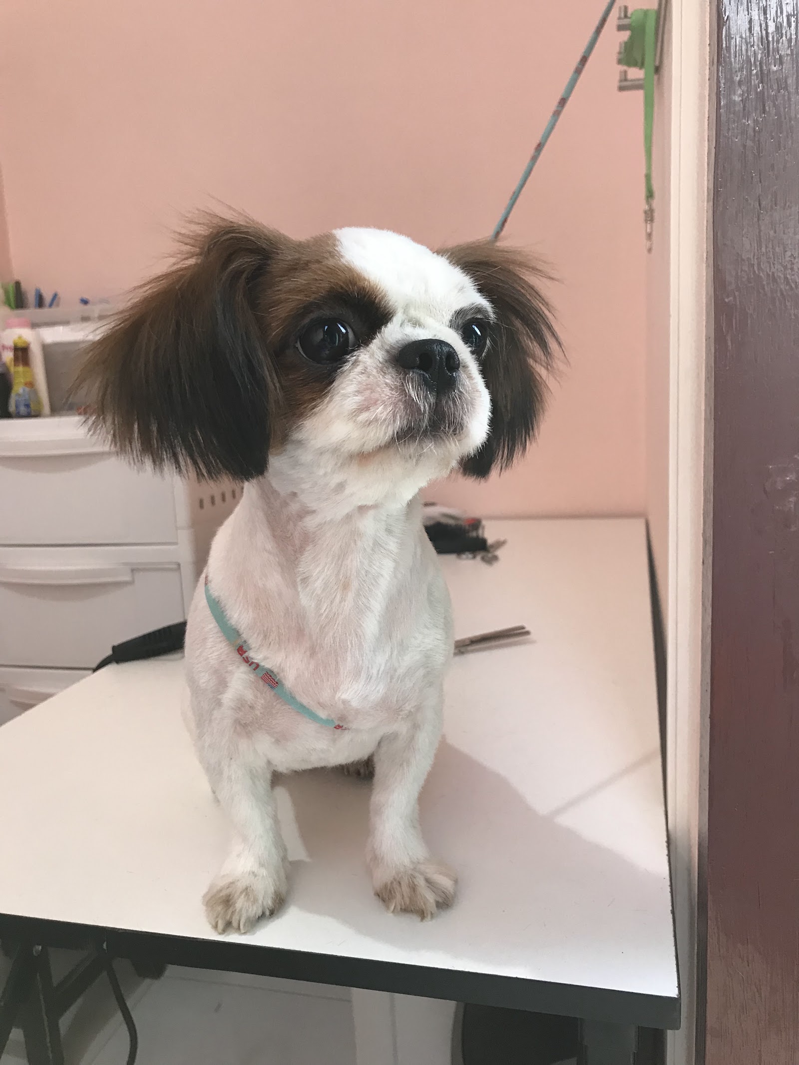 Papai Vet Clinic