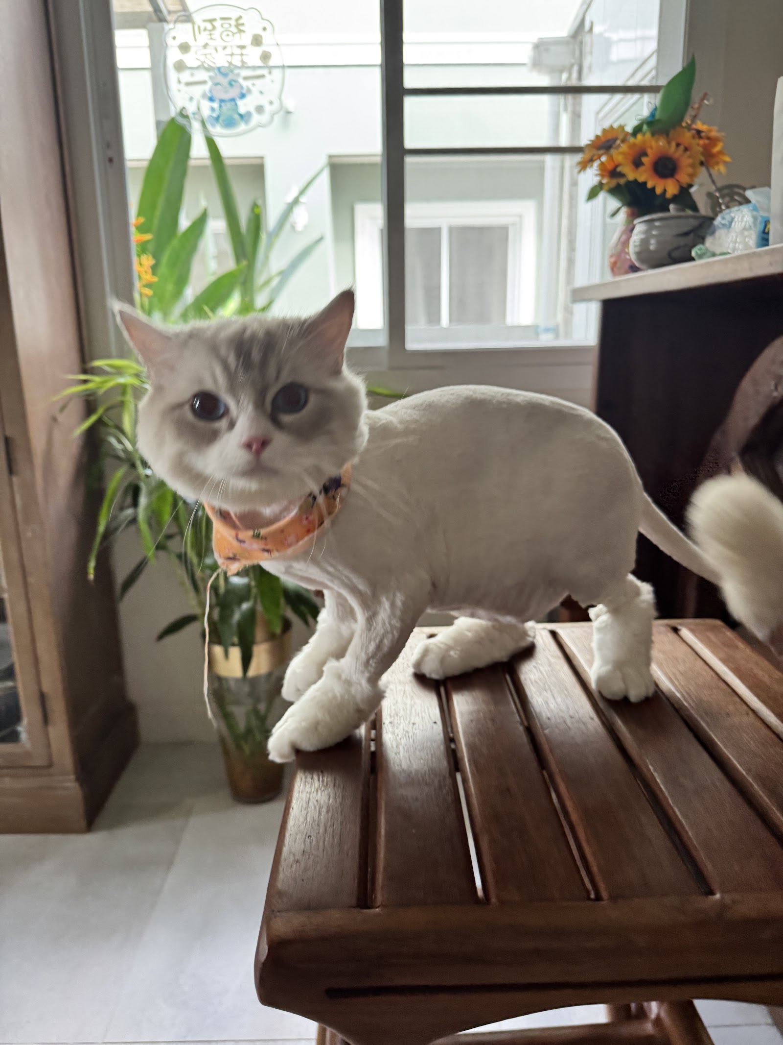 Pet Village (Pet Salon)
