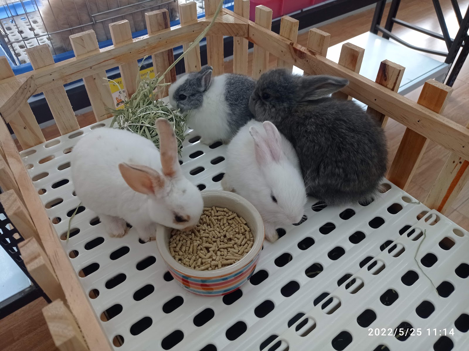 Petz World Chiang Mai